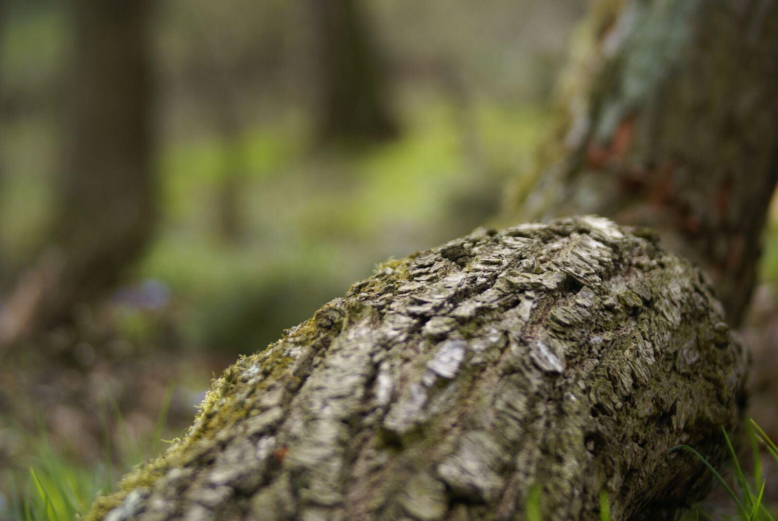 Sony Alpha DSLR-A100 sample photo. Nature, tree, wood photography