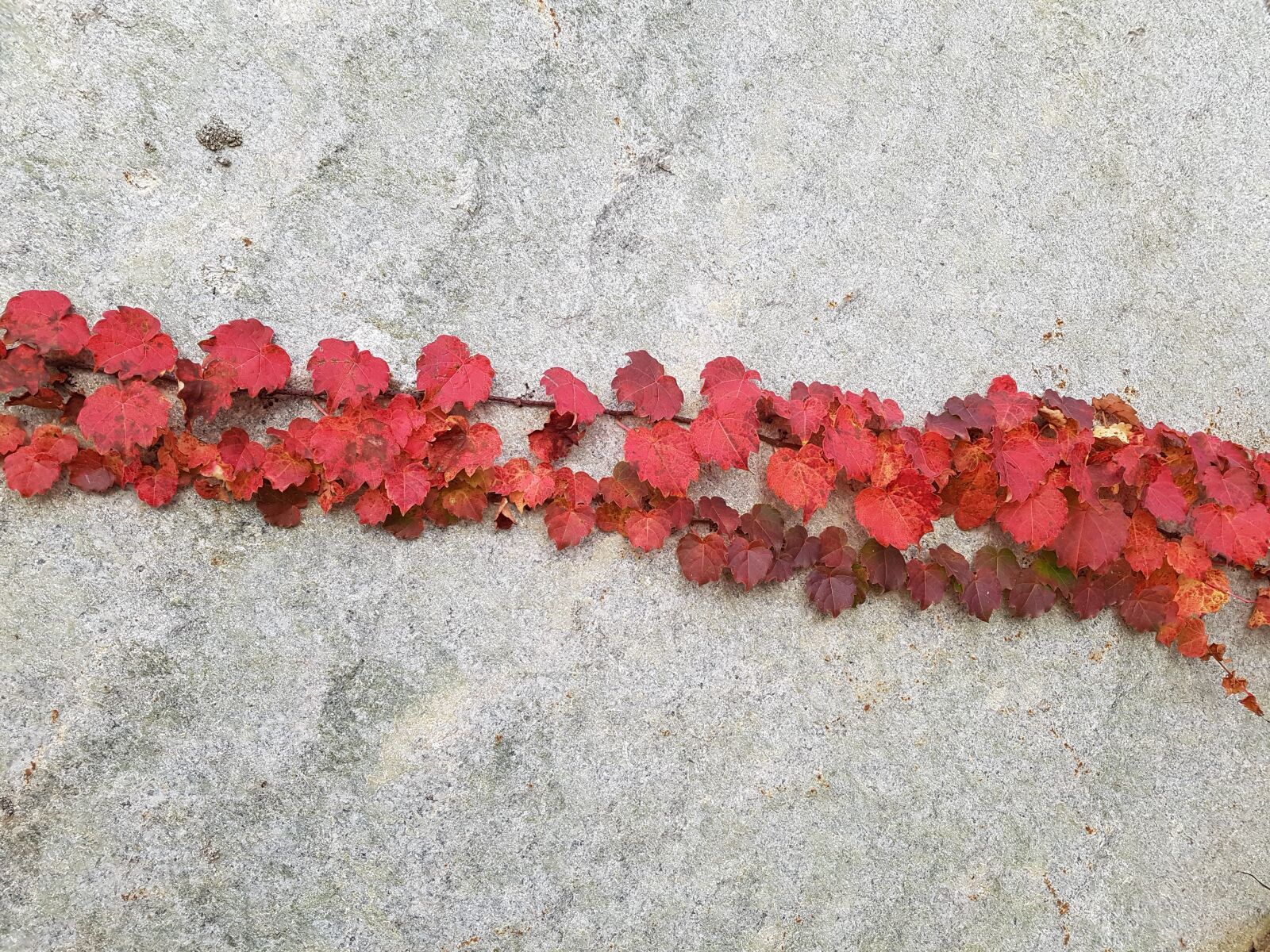 Samsung Galaxy S7 sample photo. Autumn, autumn leaves, nature photography