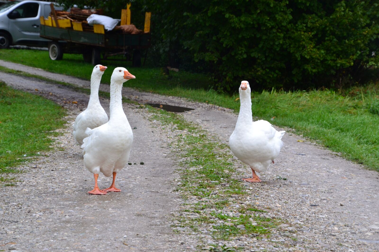Nikon D3100 sample photo. Goose, domestic goose, animal photography