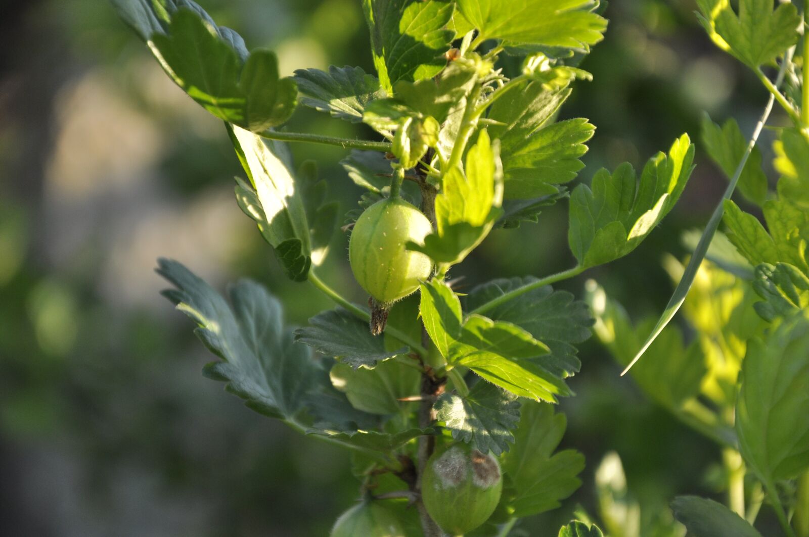 Nikon D90 sample photo. Gooseberry, berry, summer photography
