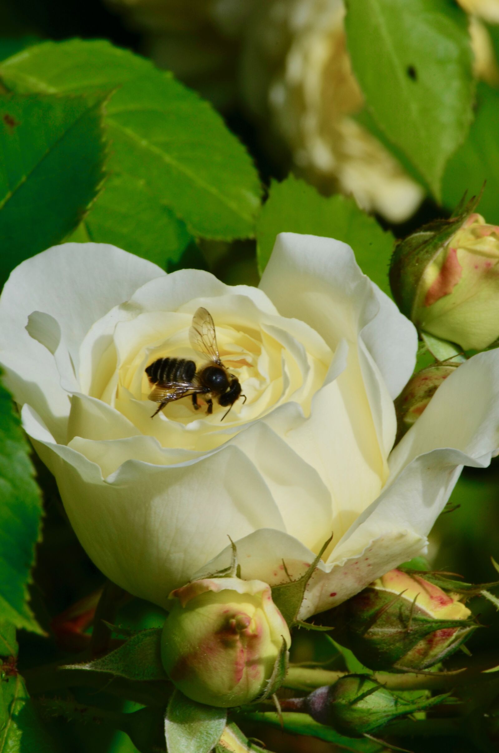 Nikon D5100 sample photo. Bee, insect, rose photography