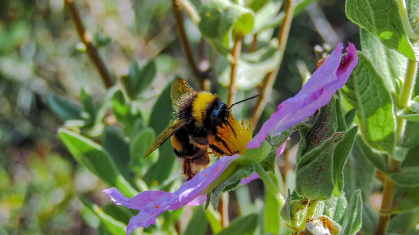 Canon PowerShot SX410 IS sample photo. Bumblebee, borinot, bee photography