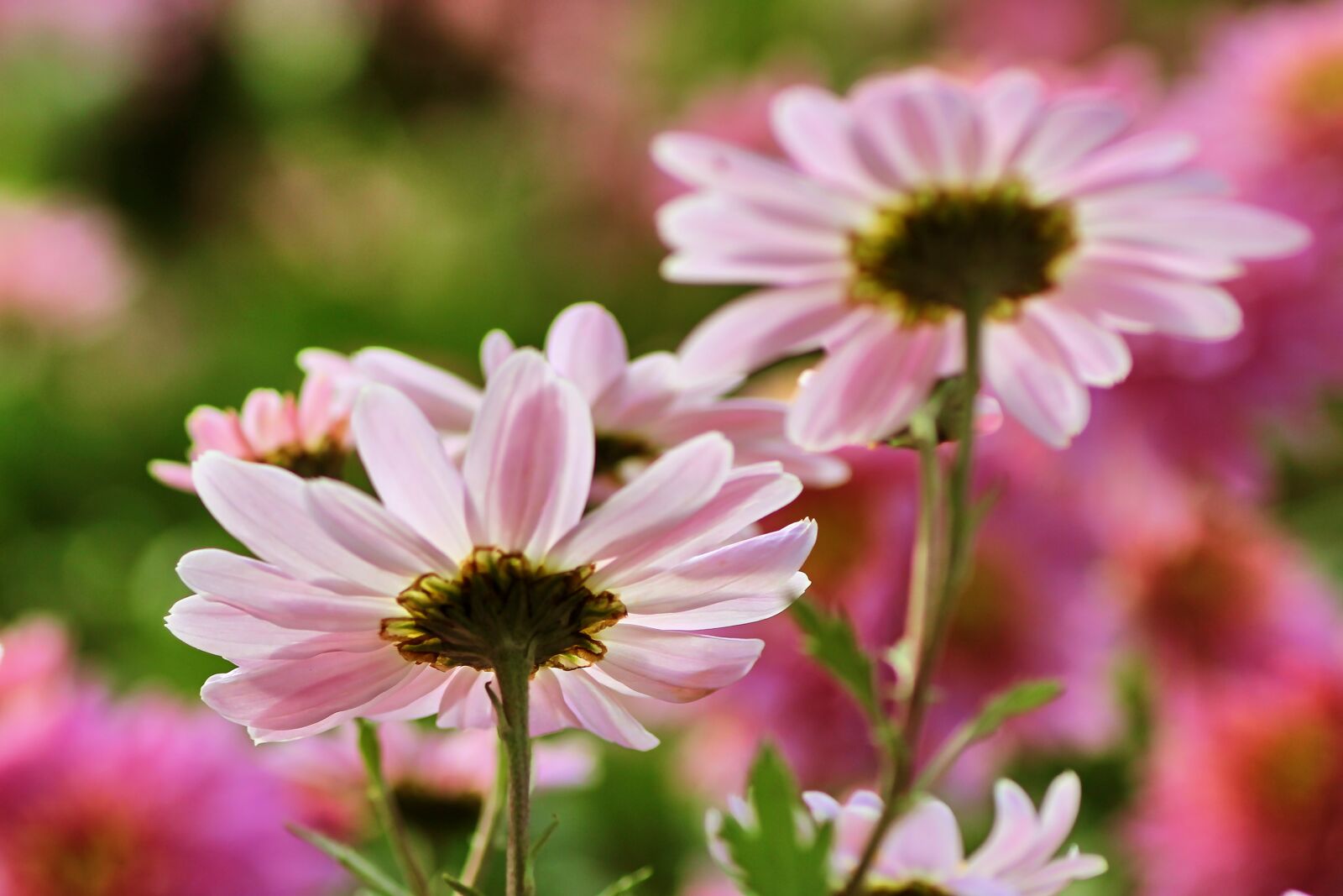 Tamron SP 90mm F2.8 Di VC USD 1:1 Macro sample photo. Asters, backlighting, flowers photography