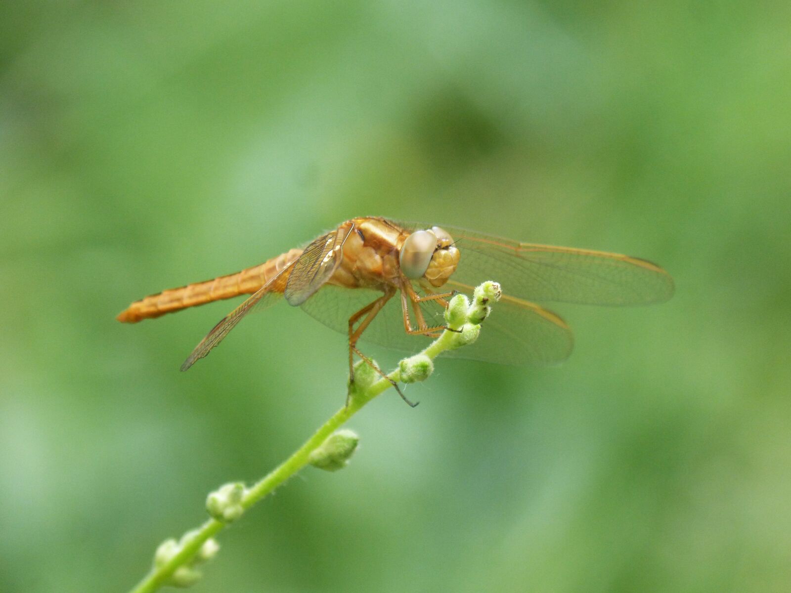 Panasonic DMC-FZ62 sample photo. Golden dragonfly, sympetrum meridionale photography