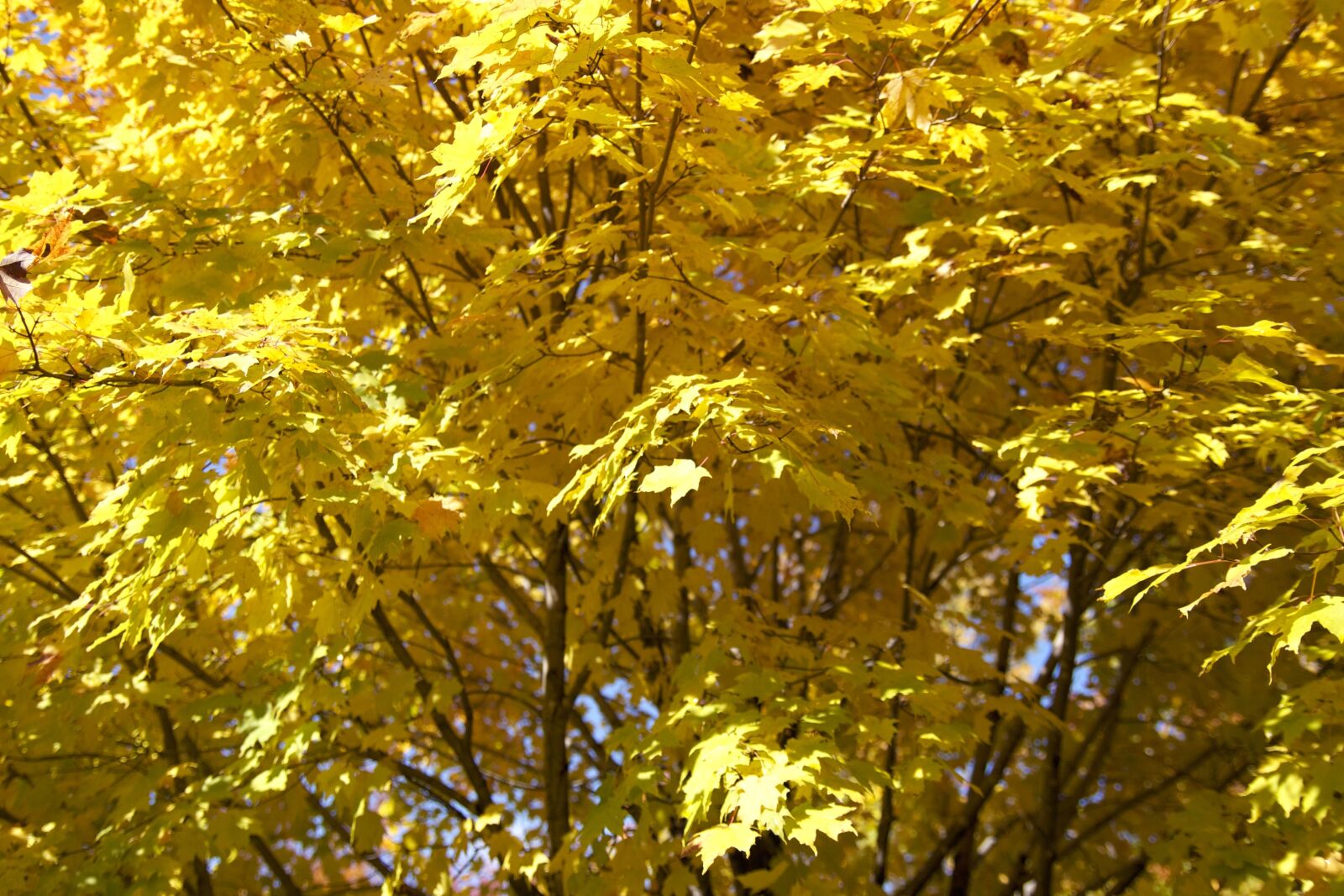 Canon EOS 550D (EOS Rebel T2i / EOS Kiss X4) sample photo. Yellow leaves, trees, leaves photography