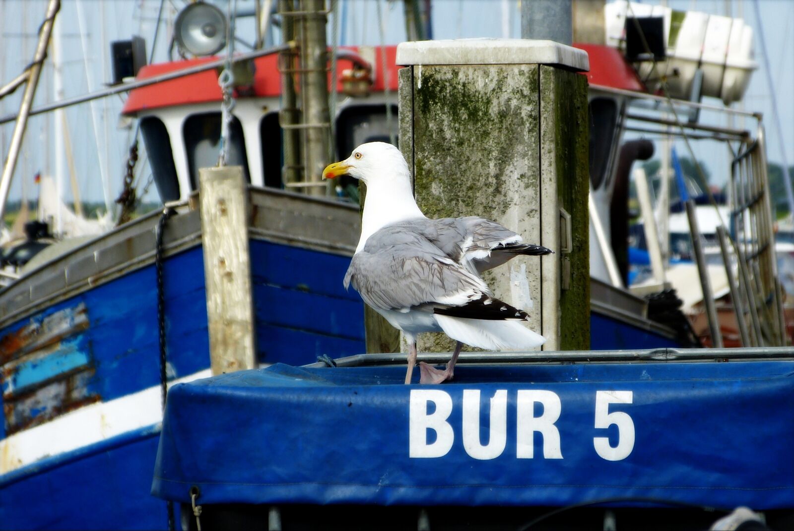 Panasonic Lumix DMC-FZ150 sample photo. Ship, port, seagull photography
