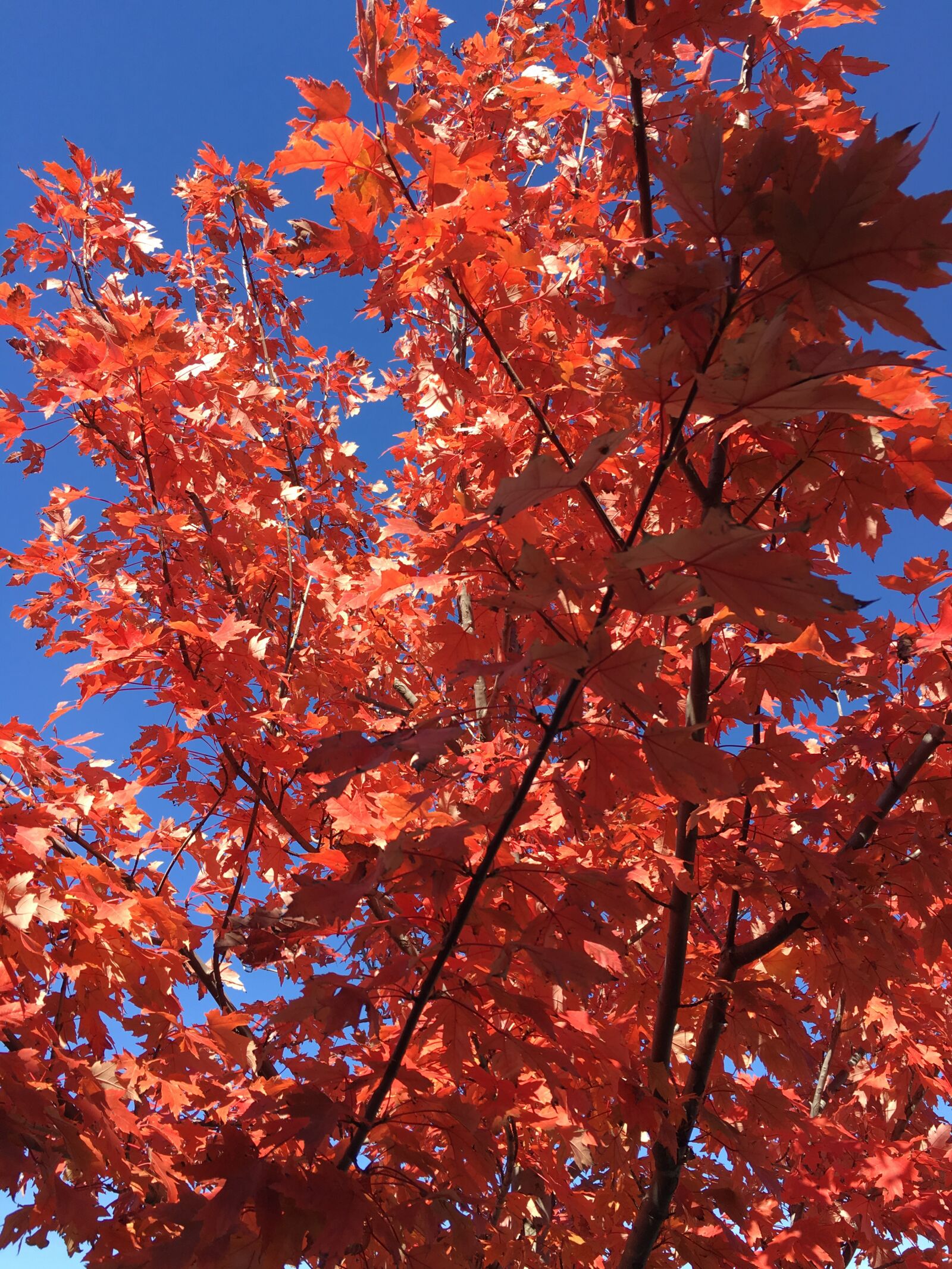 Apple iPhone 6s sample photo. Red, leaves, maple photography