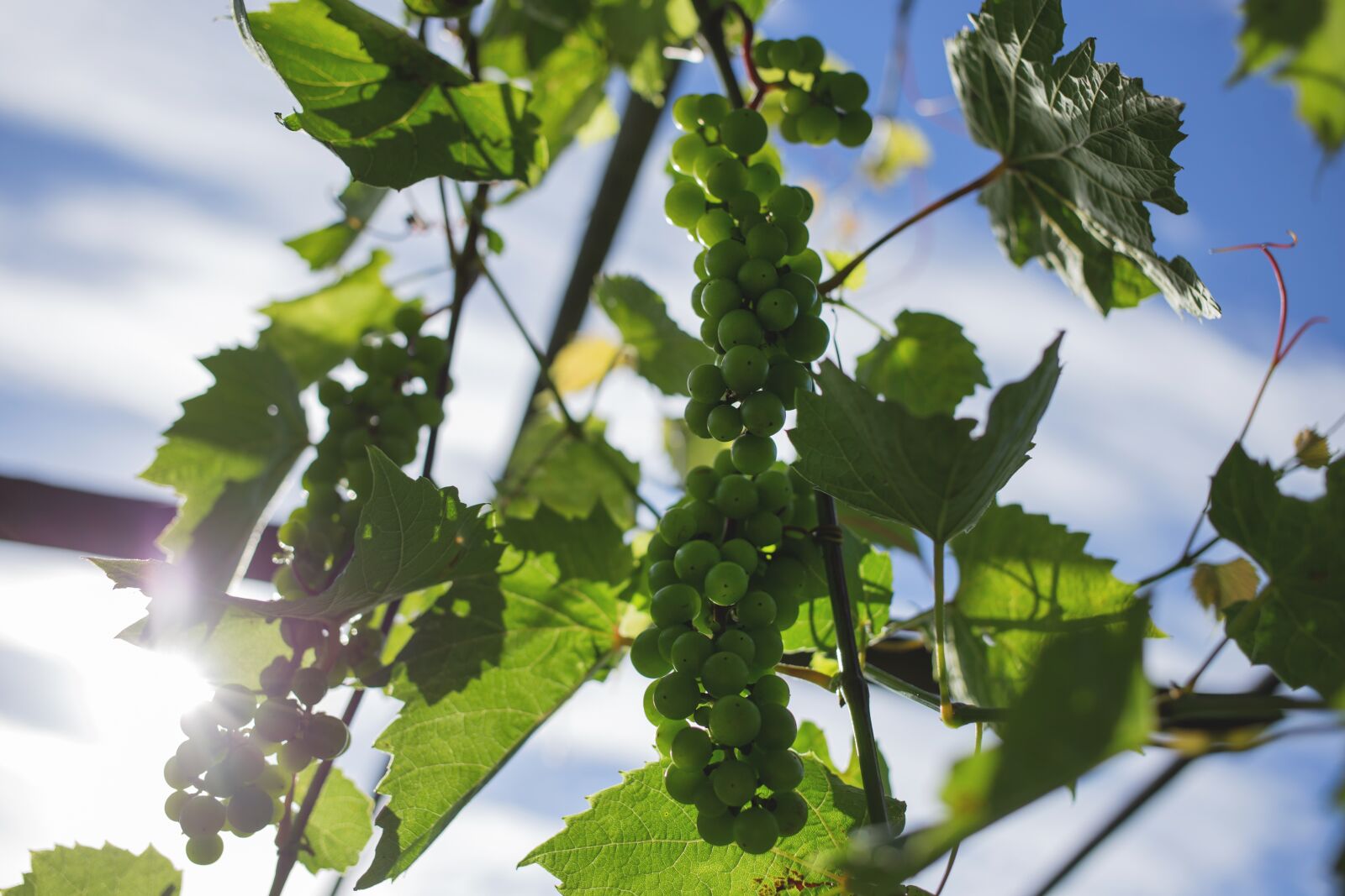 Canon EOS 6D + Canon EF 40mm F2.8 STM sample photo. Plants, nature, fruits photography