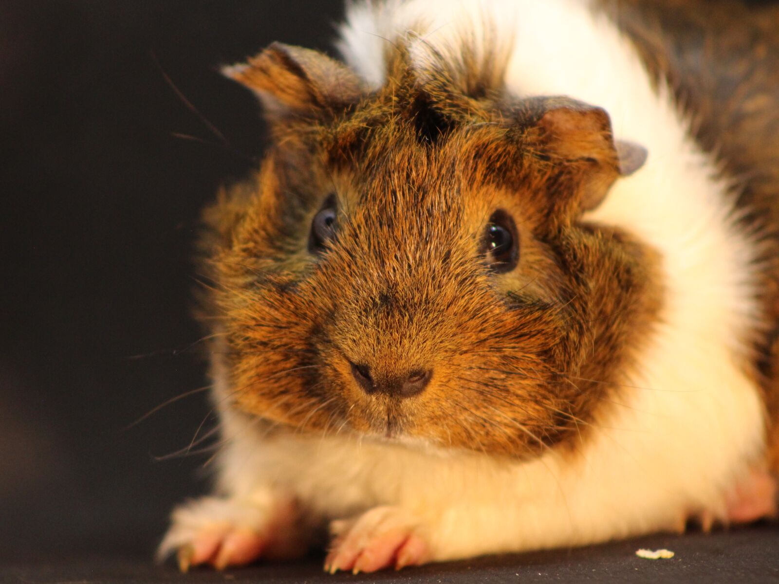 Canon EOS 700D (EOS Rebel T5i / EOS Kiss X7i) sample photo. Sea pig fur, animal photography