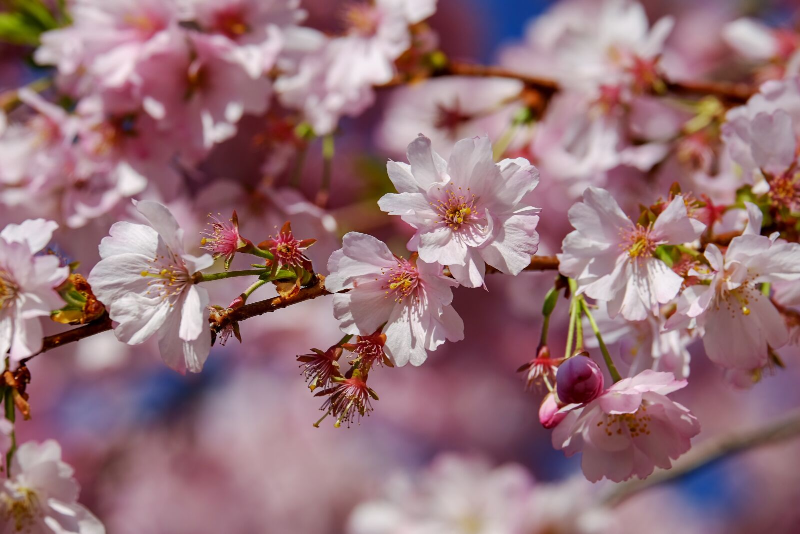 Fujifilm XF 55-200mm F3.5-4.8 R LM OIS sample photo. Japanese cherry trees, blossom photography