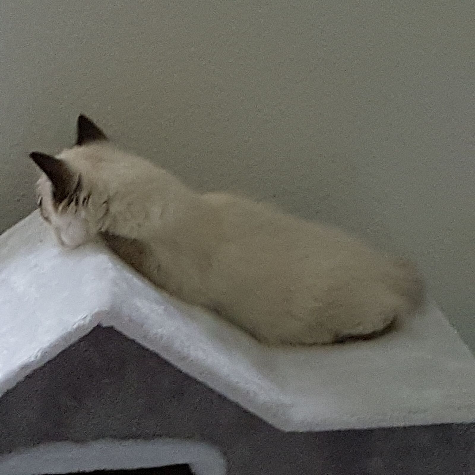 Samsung SM-G930F sample photo. Ragdoll, cat, kitten photography
