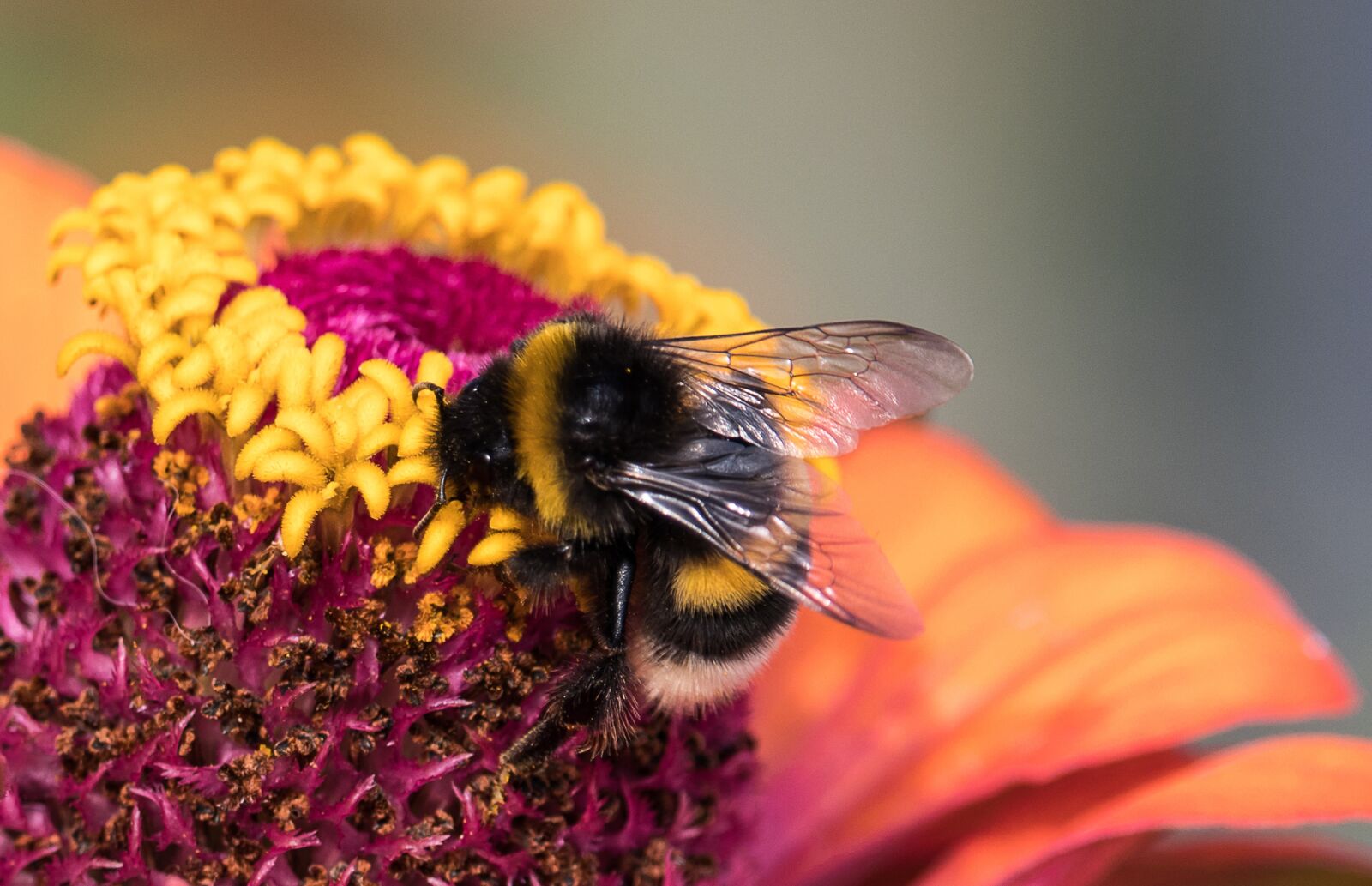Canon EF-S 55-250mm F4-5.6 IS STM sample photo. Hummel, insect, animal photography