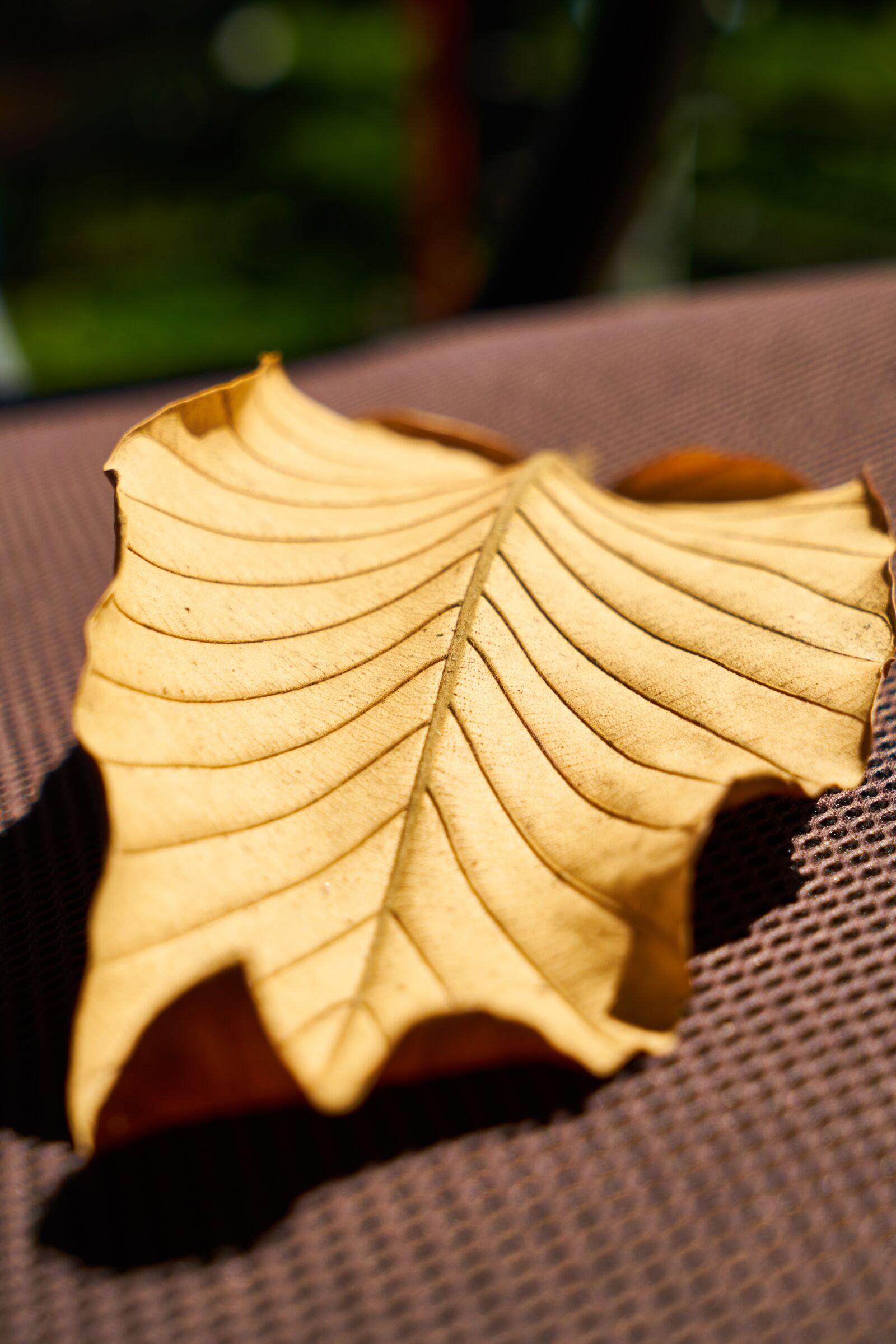 Sony a7R II sample photo. Leaves, dry, nature photography