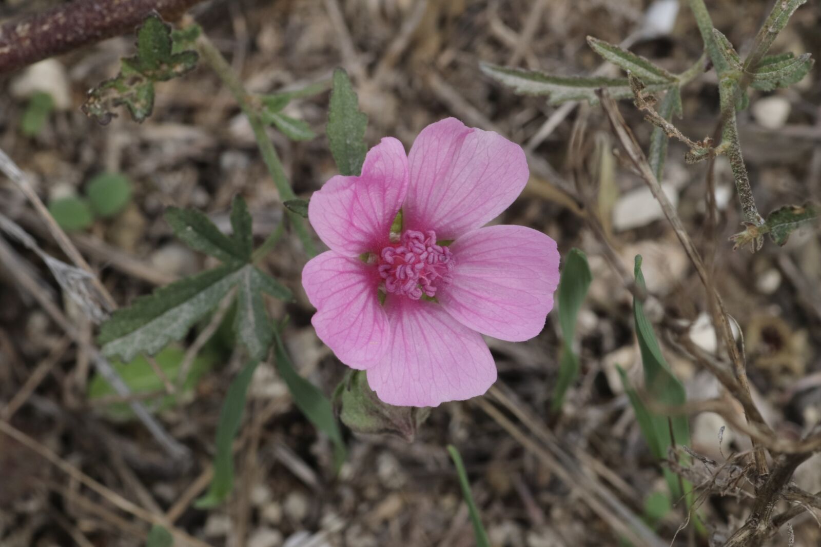 Tamron SP 90mm F2.8 Di VC USD 1:1 Macro sample photo. Malva, wild, flower photography