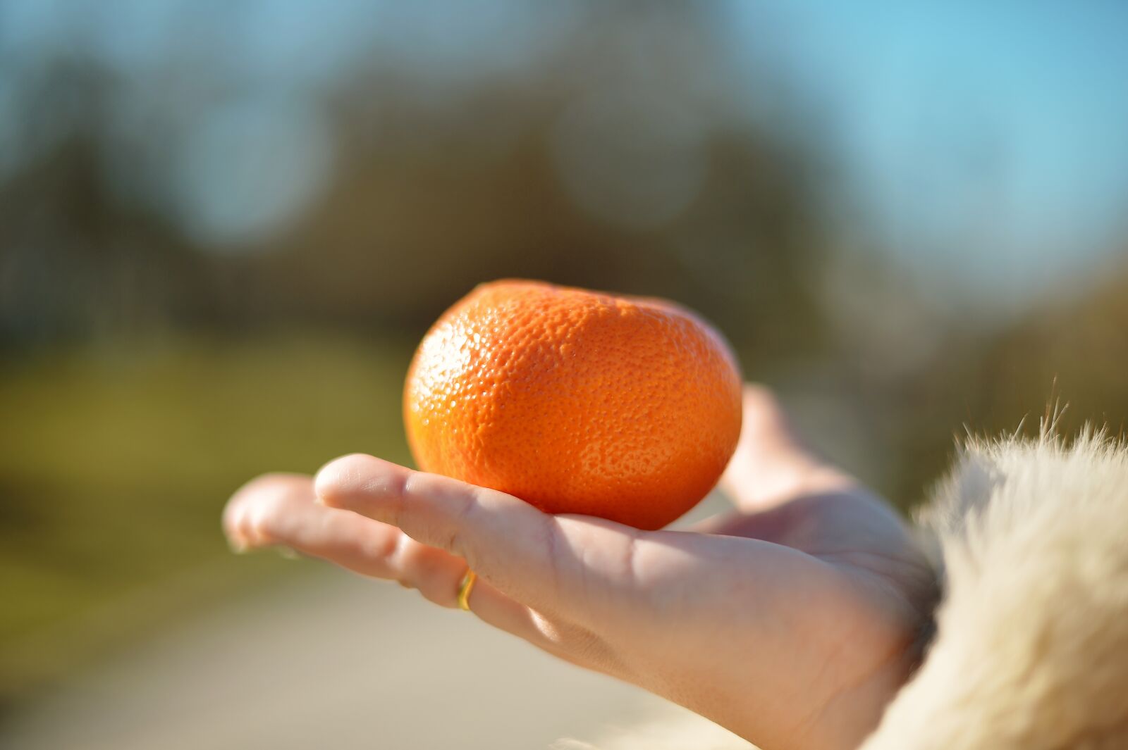 Nikon Df sample photo. Tangerine, on the palm photography