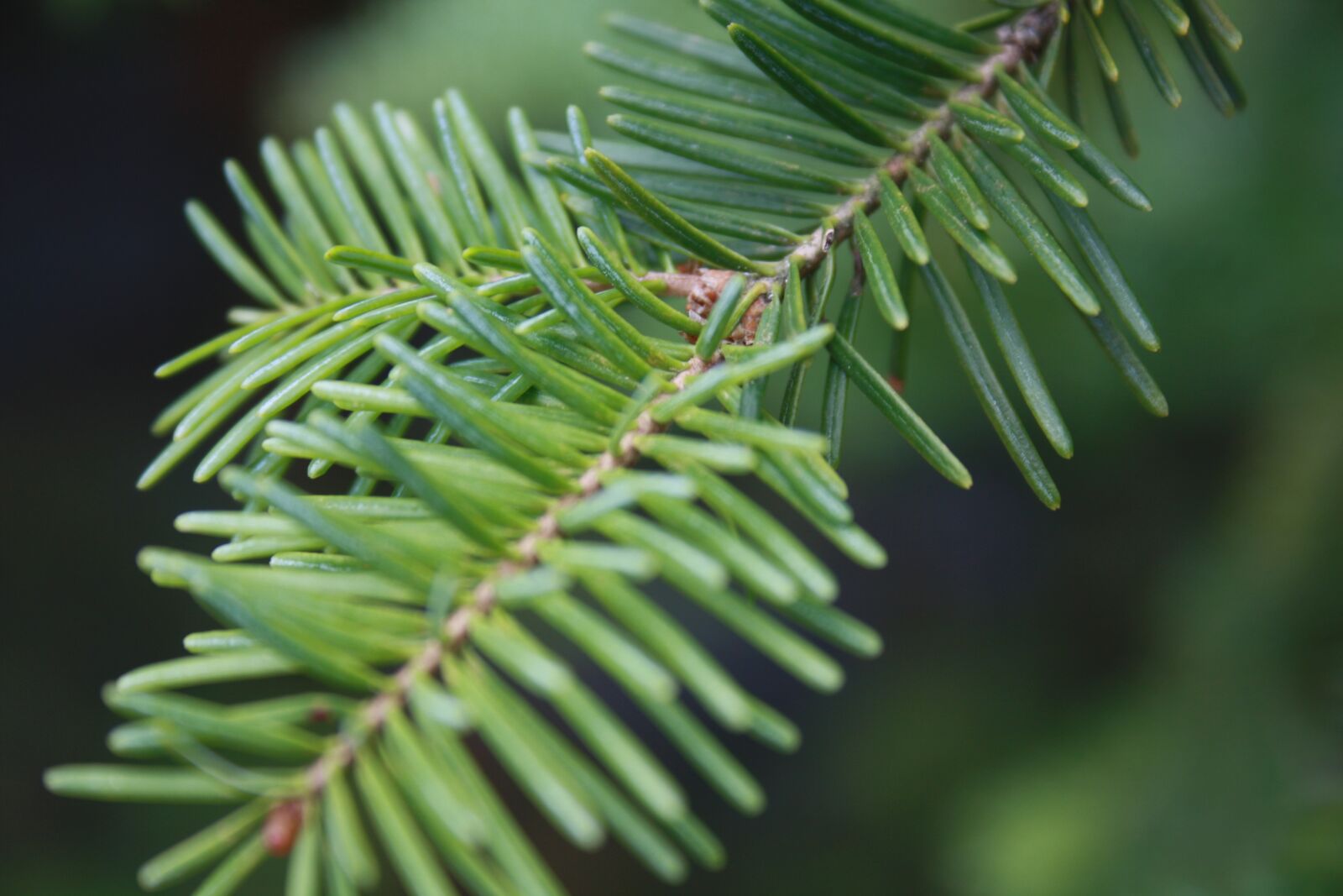 Canon EOS 1000D (EOS Digital Rebel XS / EOS Kiss F) sample photo. Tree, branch, pine photography