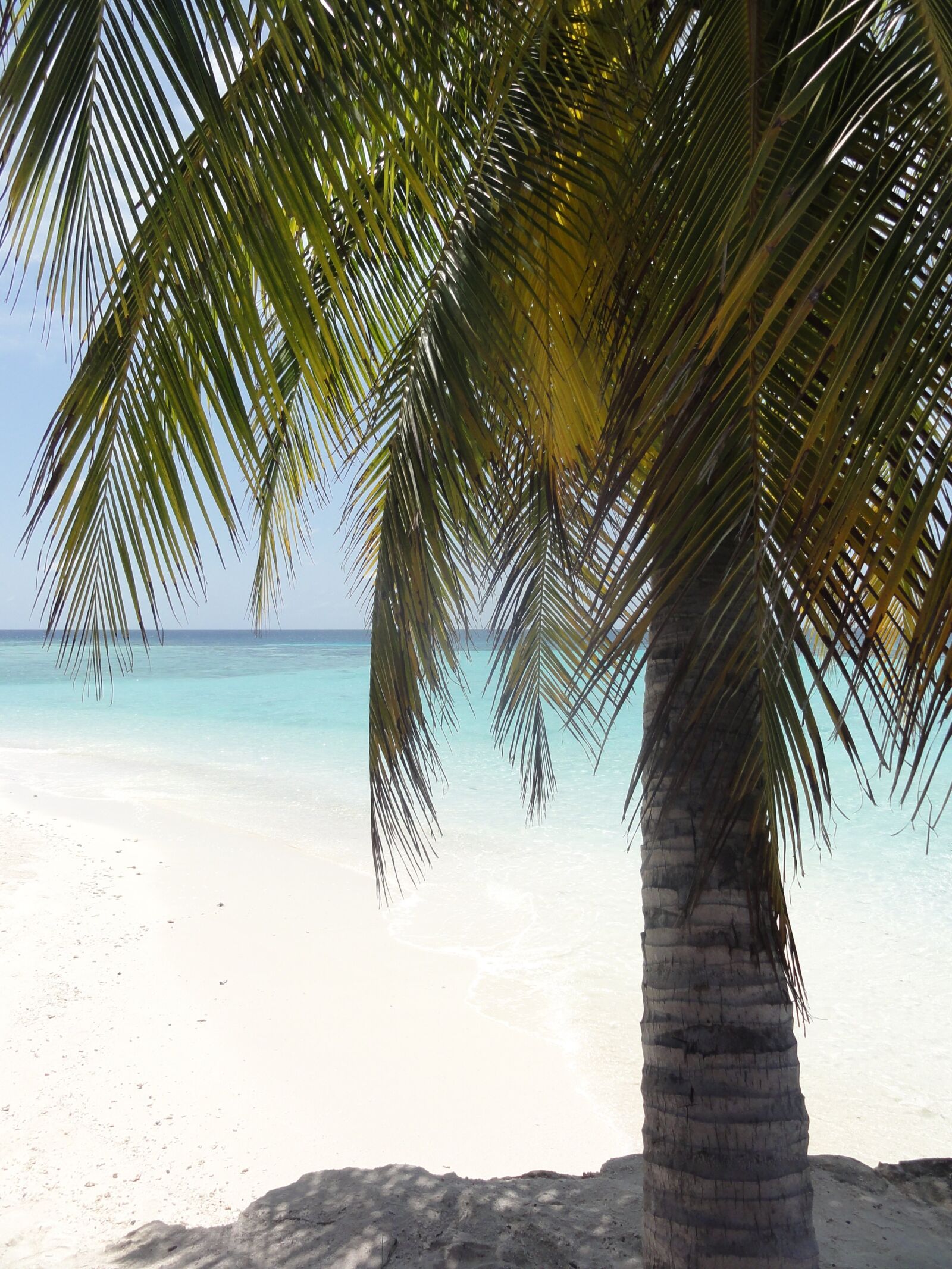 Sony DSC-HX5V sample photo. Palm, beach, maldives photography