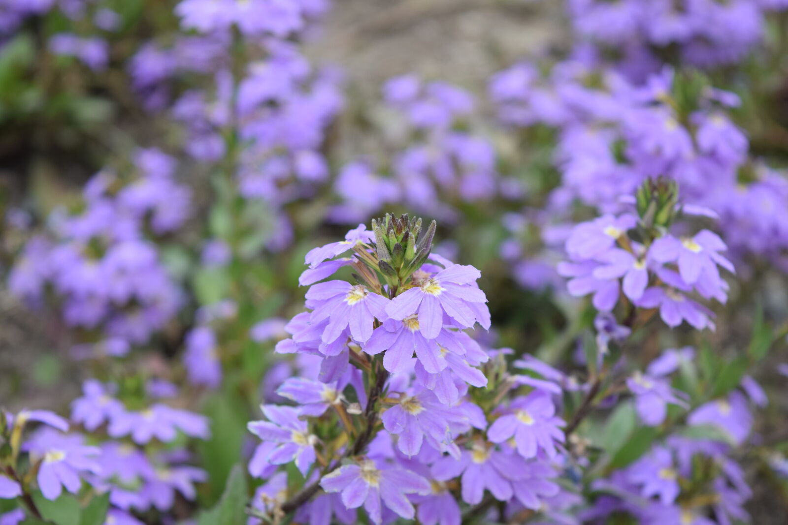 Nikon D3300 sample photo. Background, blurred, canada, flower photography