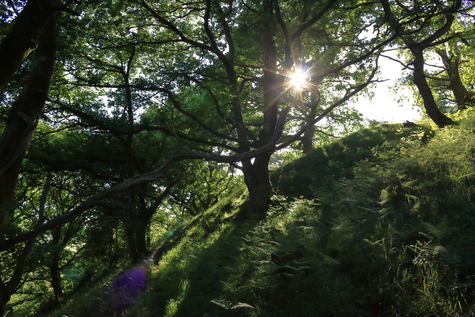 Canon EOS 50D sample photo. Woodland, forest, sun photography