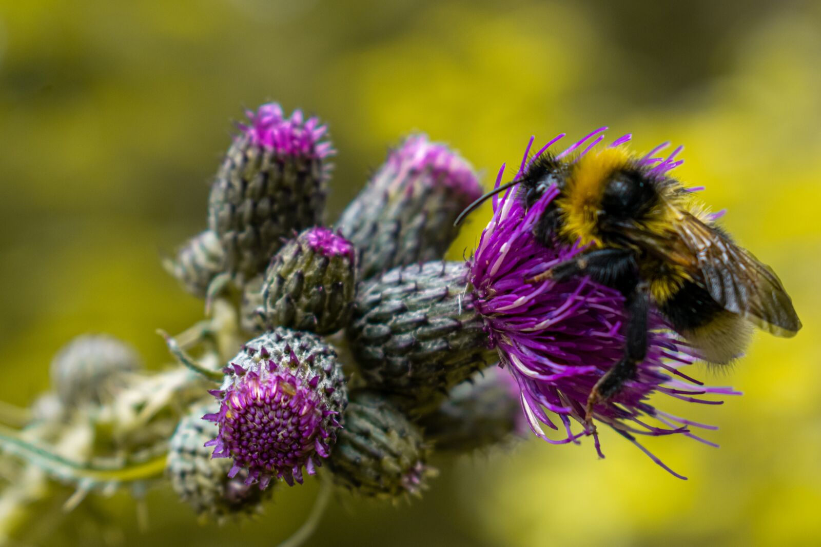 Nikon D5300 sample photo. Thistle, blossom, bloom photography