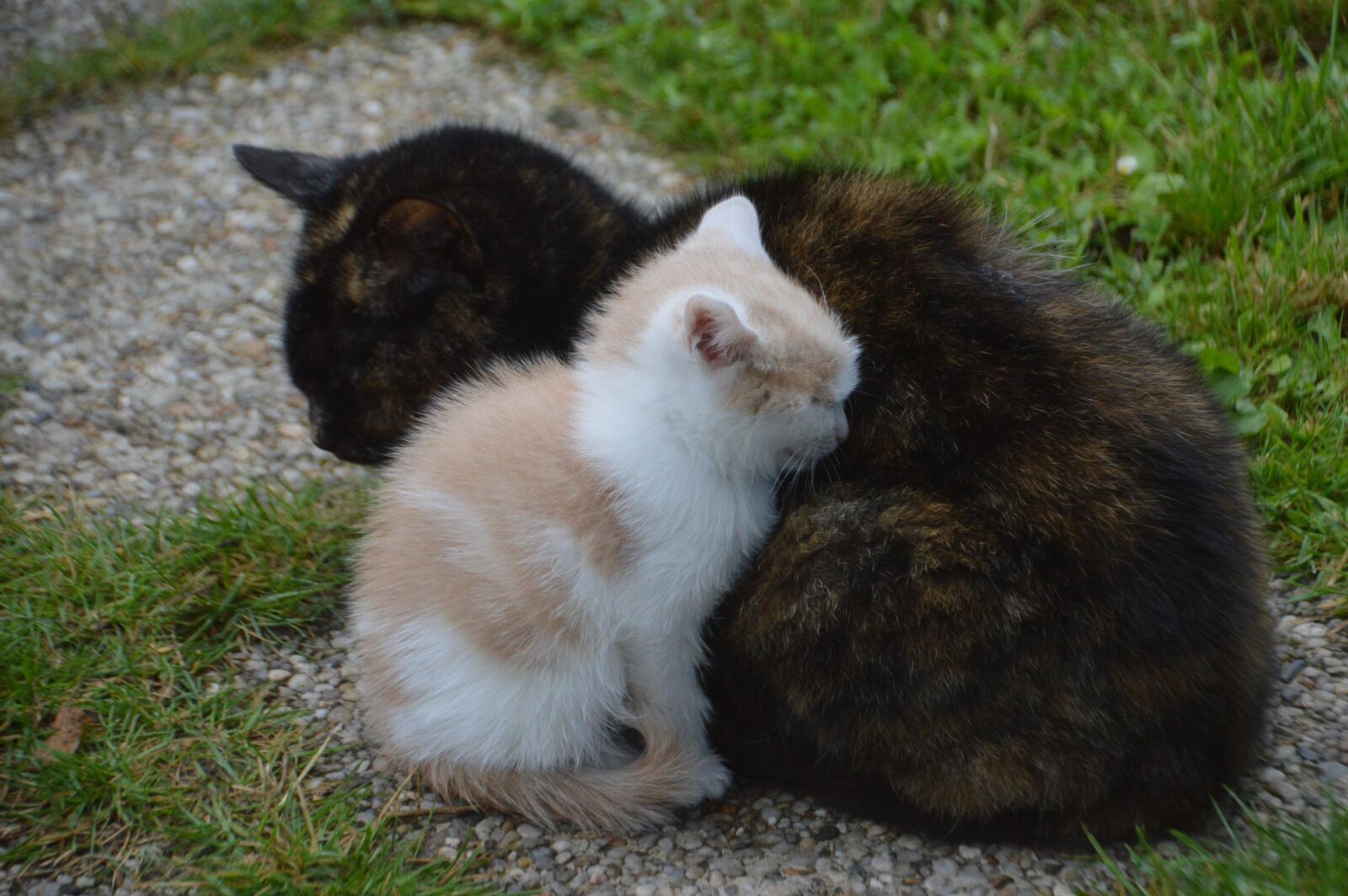 Nikon D3200 sample photo. Cat, feline, animal photography