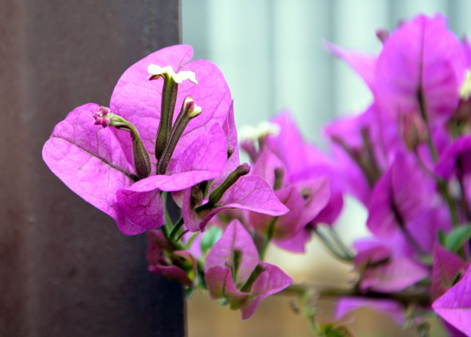 Nikon D5200 sample photo. Bougainvillea, little flower, pedals photography