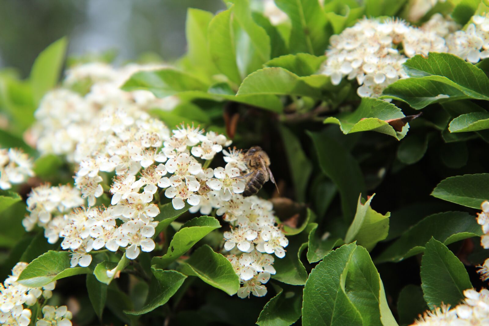 Canon EOS 600D (Rebel EOS T3i / EOS Kiss X5) sample photo. Pyracantha, flowering, insect photography