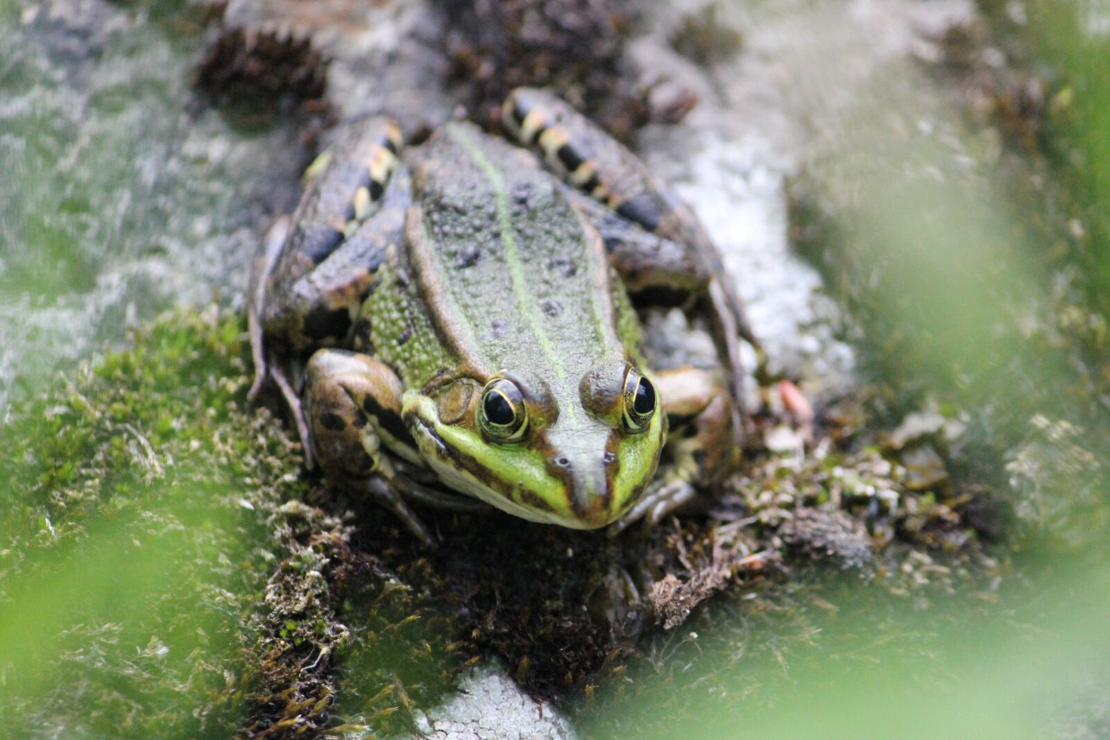Canon EOS 550D (EOS Rebel T2i / EOS Kiss X4) sample photo. Frog, water, bodies photography