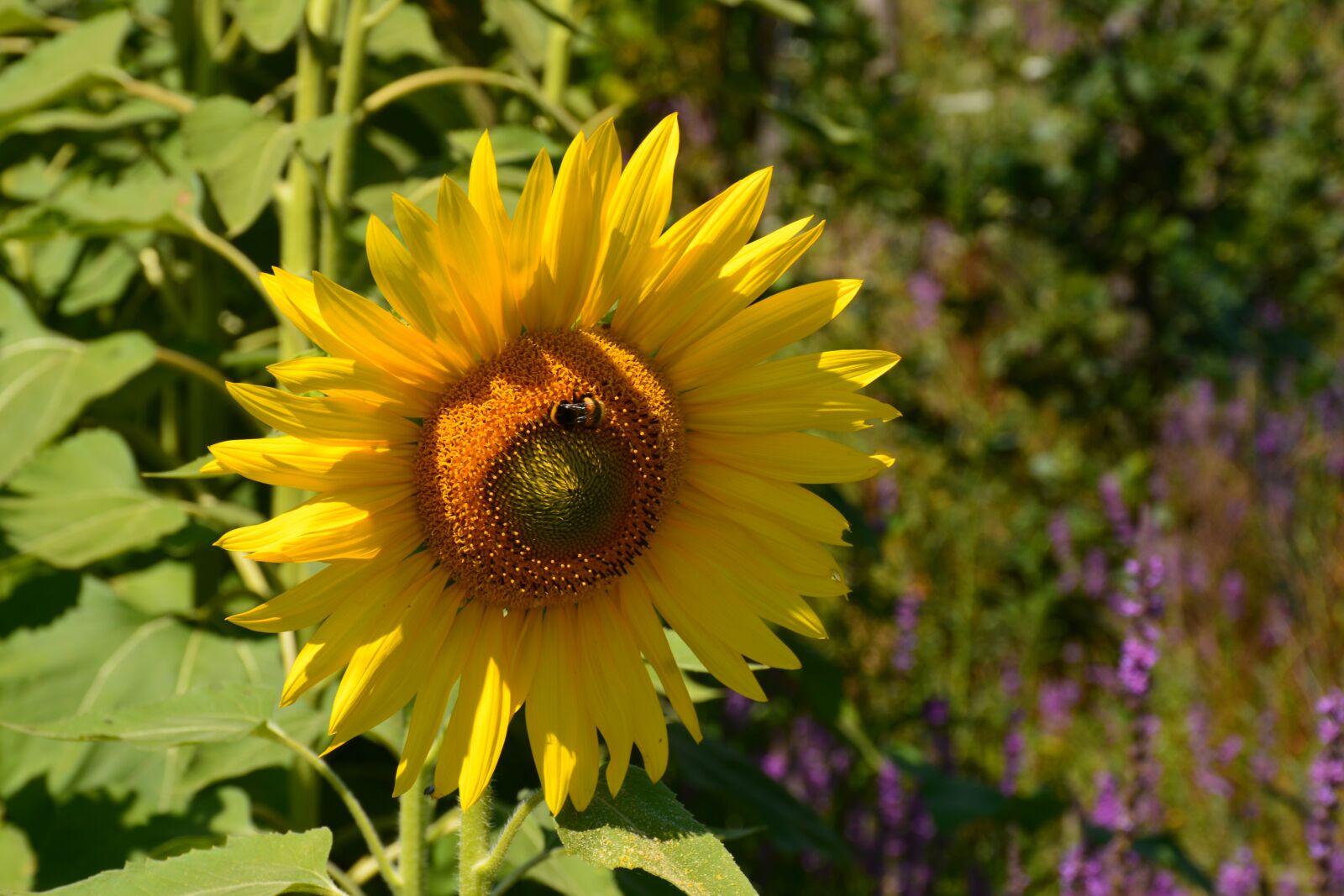 Nikon D5200 sample photo. Photo, campaign, yellow photography