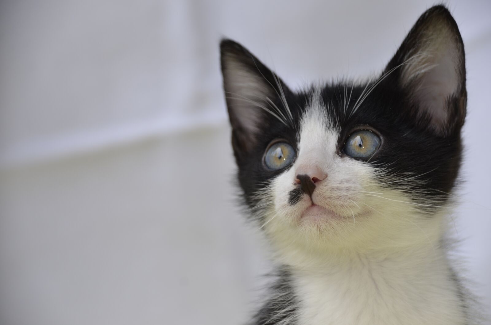 Nikon D7000 sample photo. Cat, animals, nature photography