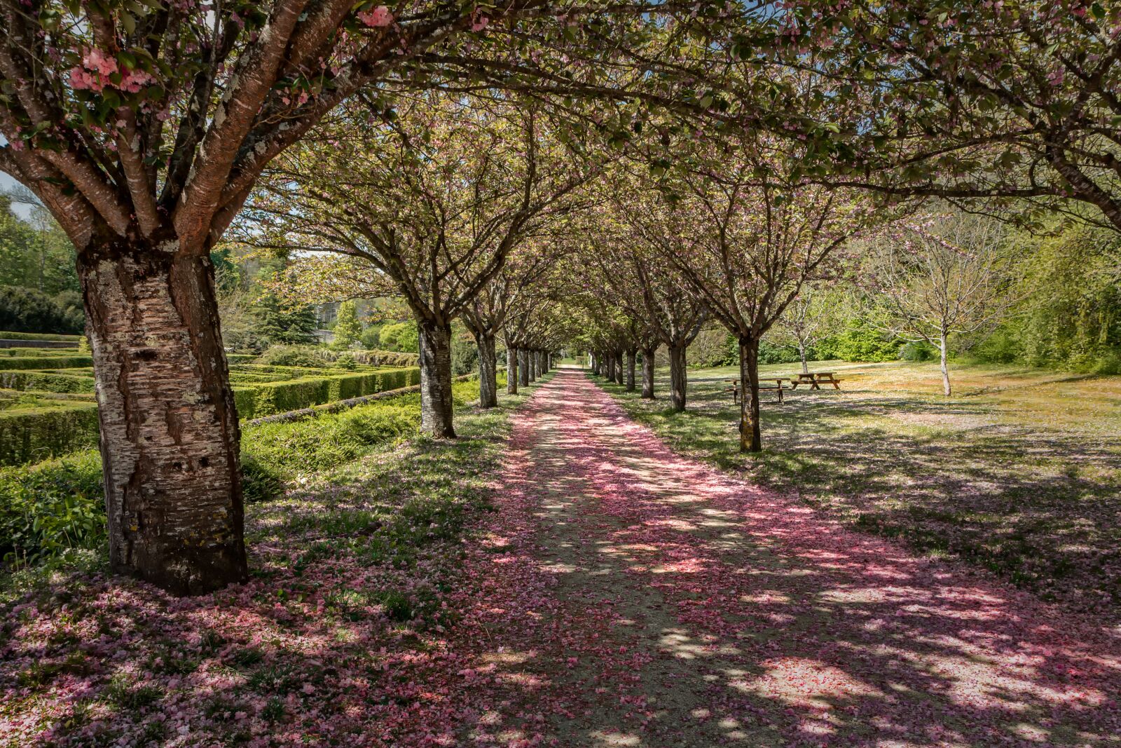 Canon EOS 80D sample photo. Tree, landscape, nature photography