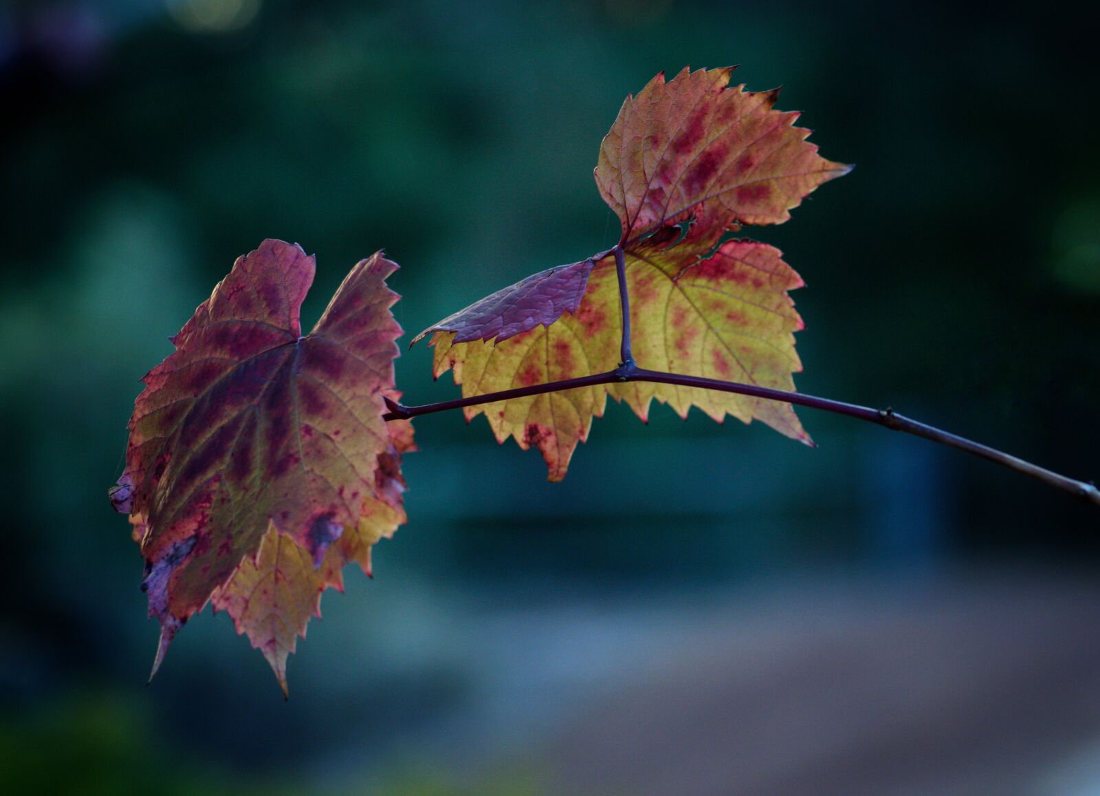 Nikon D3300 sample photo. Autumn, fall, grapes photography
