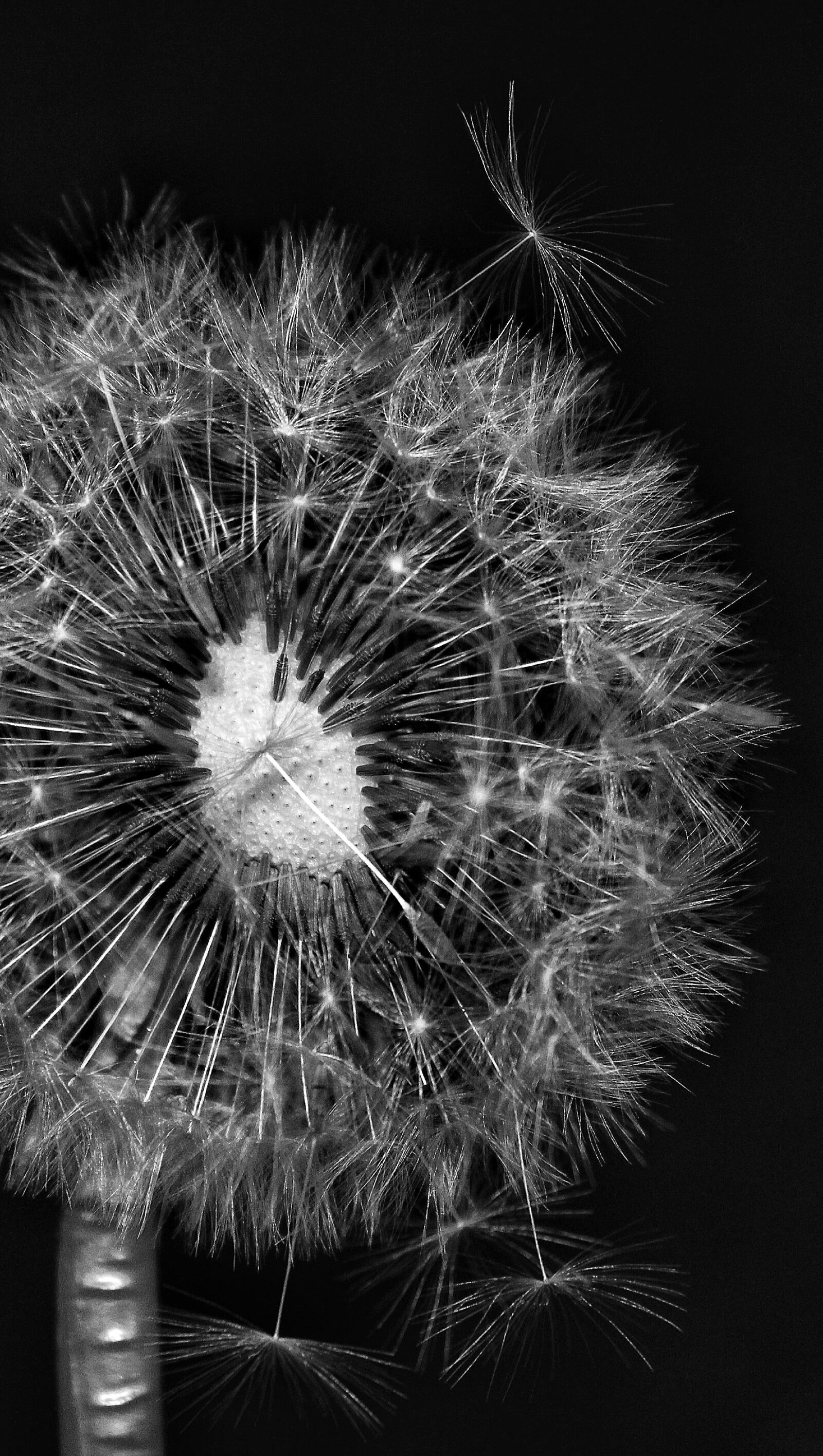 Canon EOS 1200D (EOS Rebel T5 / EOS Kiss X70 / EOS Hi) sample photo. Flower, nature, dandelion photography
