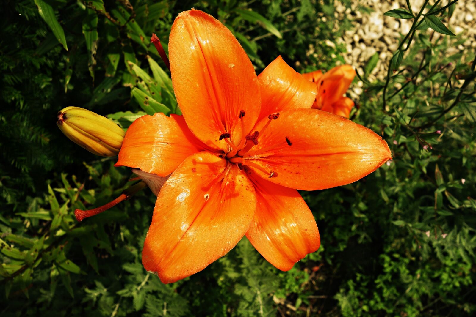Sony Cyber-shot DSC-RX100 sample photo. Flower, orange, orange flower photography