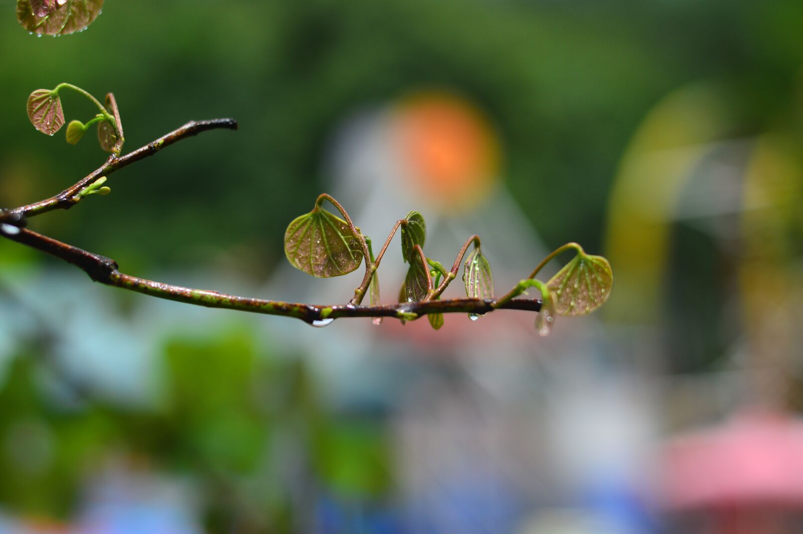 Nikon D3200 sample photo. S, ya, xin photography