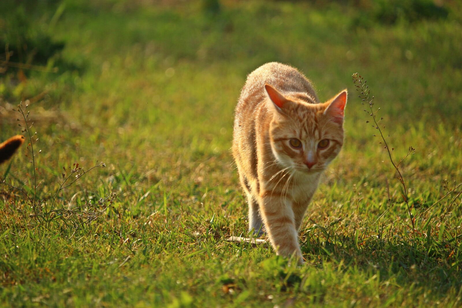 Canon EOS 100D (EOS Rebel SL1 / EOS Kiss X7) sample photo. Cat, kitten, mieze photography