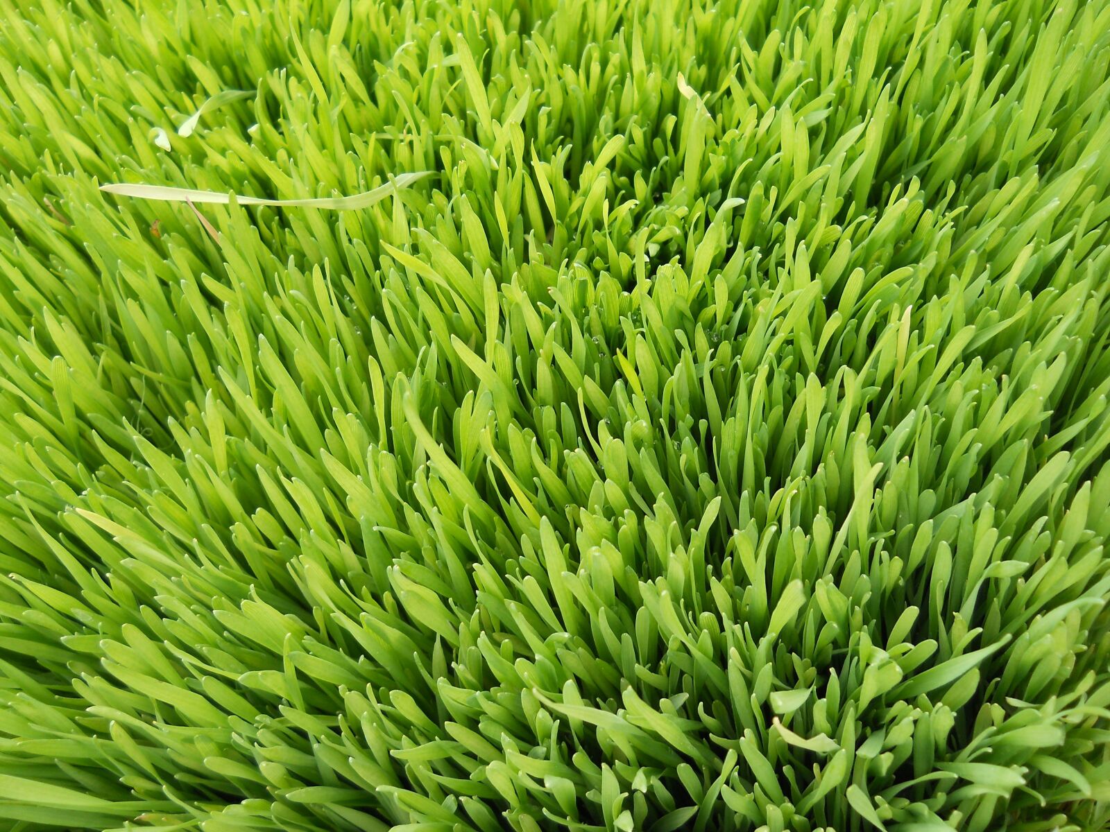 Nikon Coolpix L22 sample photo. Grass, wheat, green photography