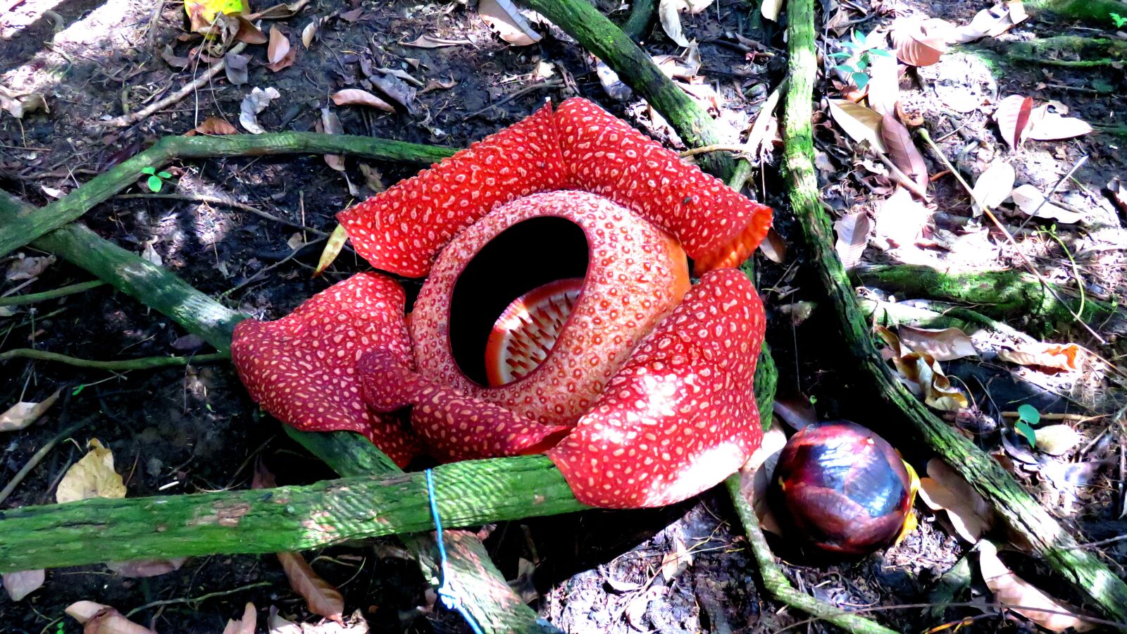 Canon PowerShot SX700 HS sample photo. Indonesia, largest flower, flower photography