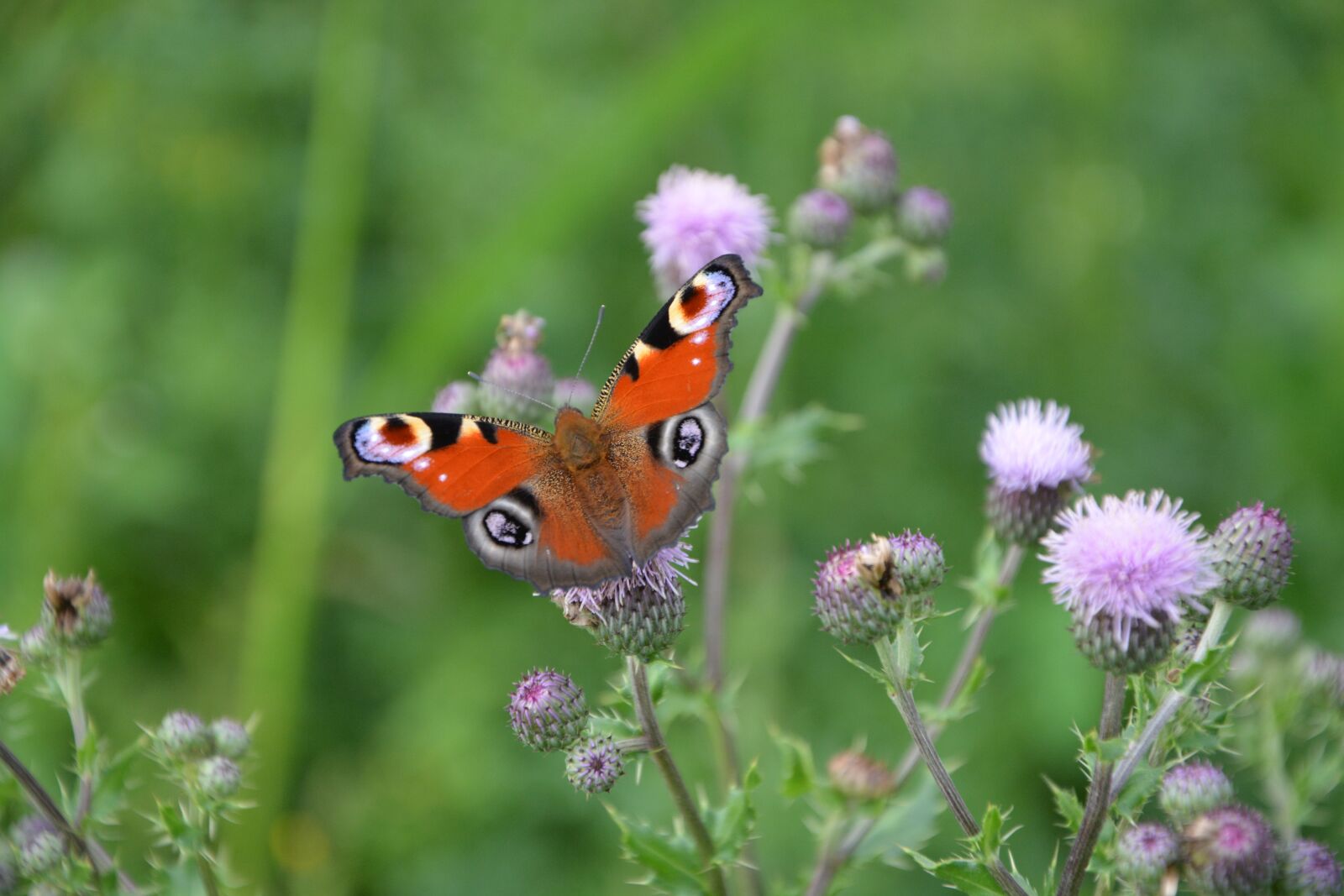 Nikon D5200 sample photo. Insect, butterfly, wings photography
