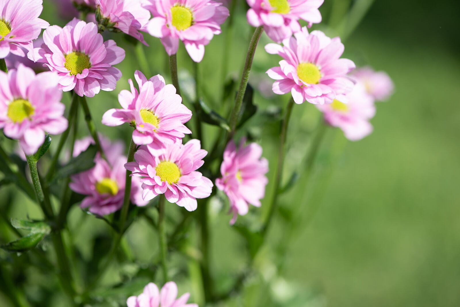 Nikon D750 sample photo. Flowers, pink, pink flowers photography