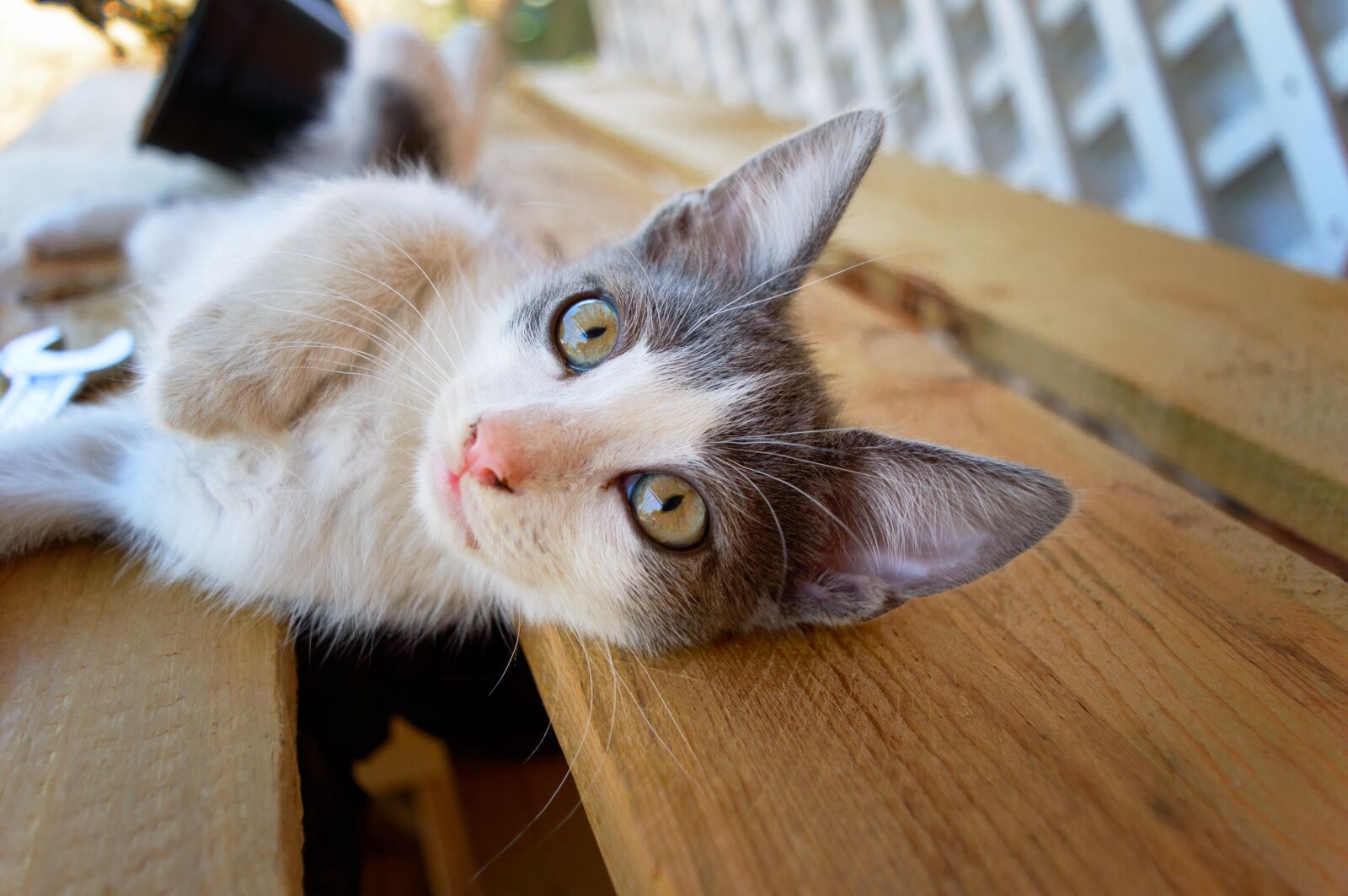 Nikon D3200 sample photo. Cat, pet, kitty photography
