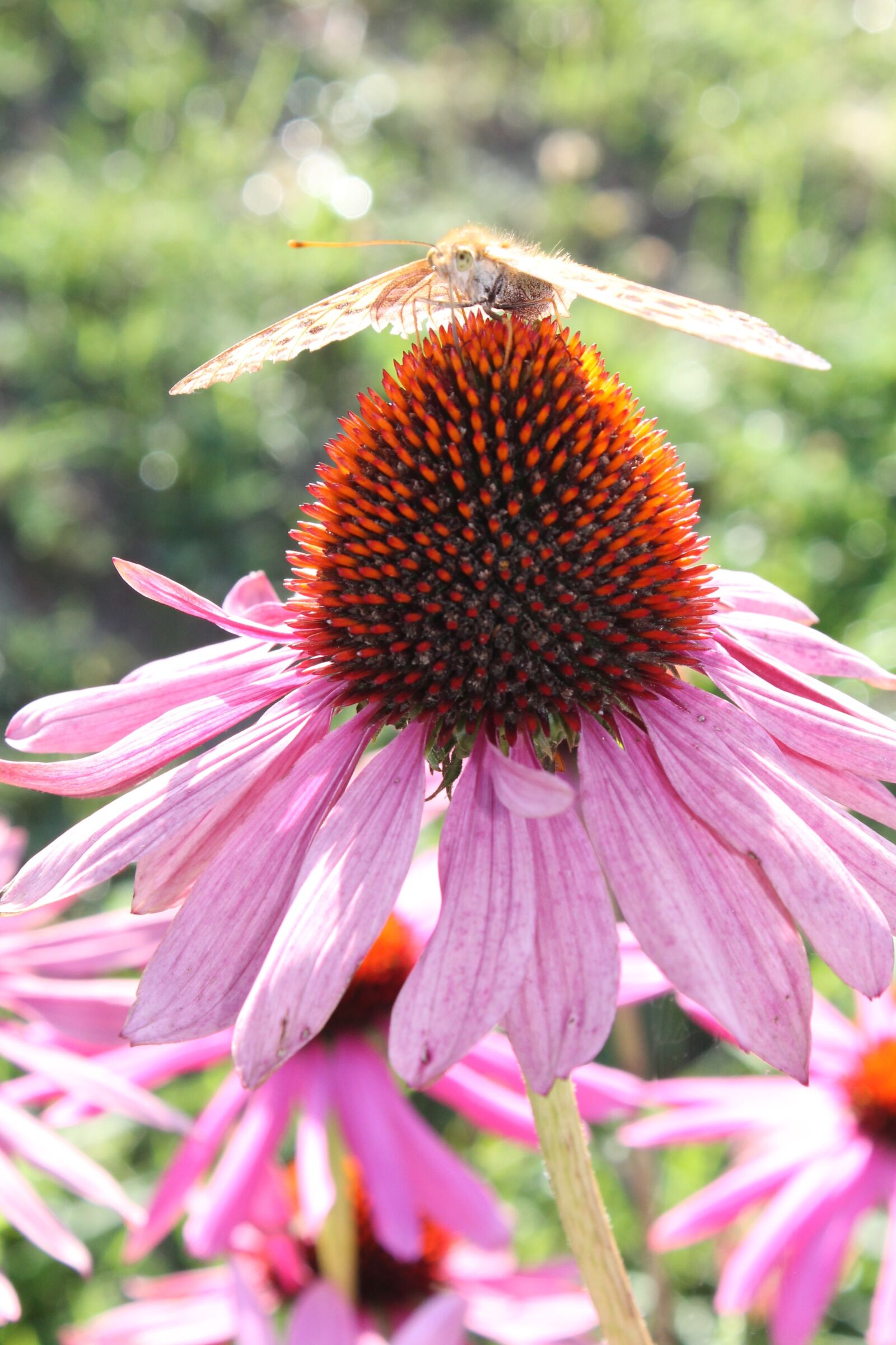 Canon EOS 1100D (EOS Rebel T3 / EOS Kiss X50) sample photo. Butterfly, flower, summer photography