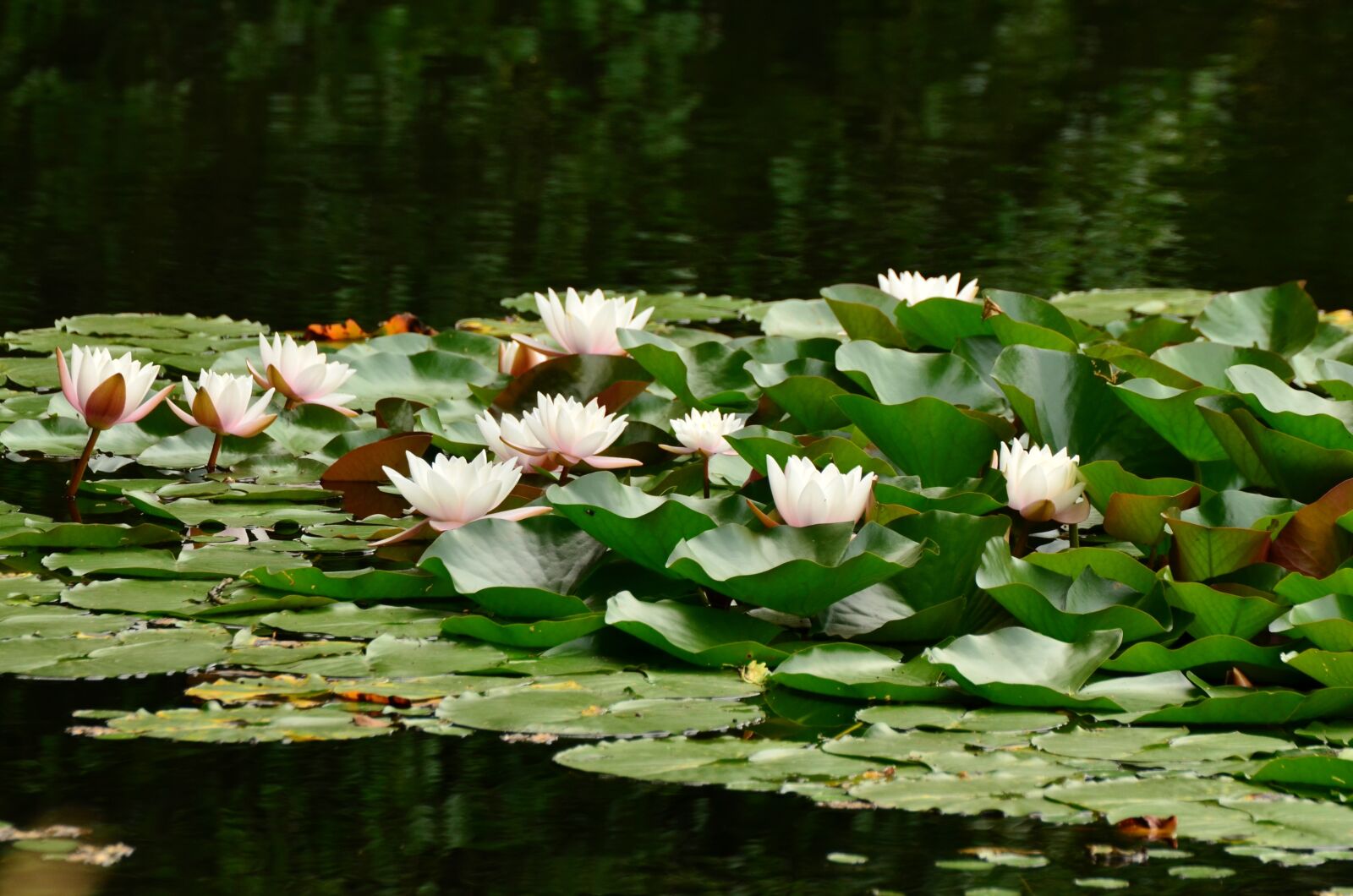 Nikon D5100 sample photo. Water lilies, lily pond photography