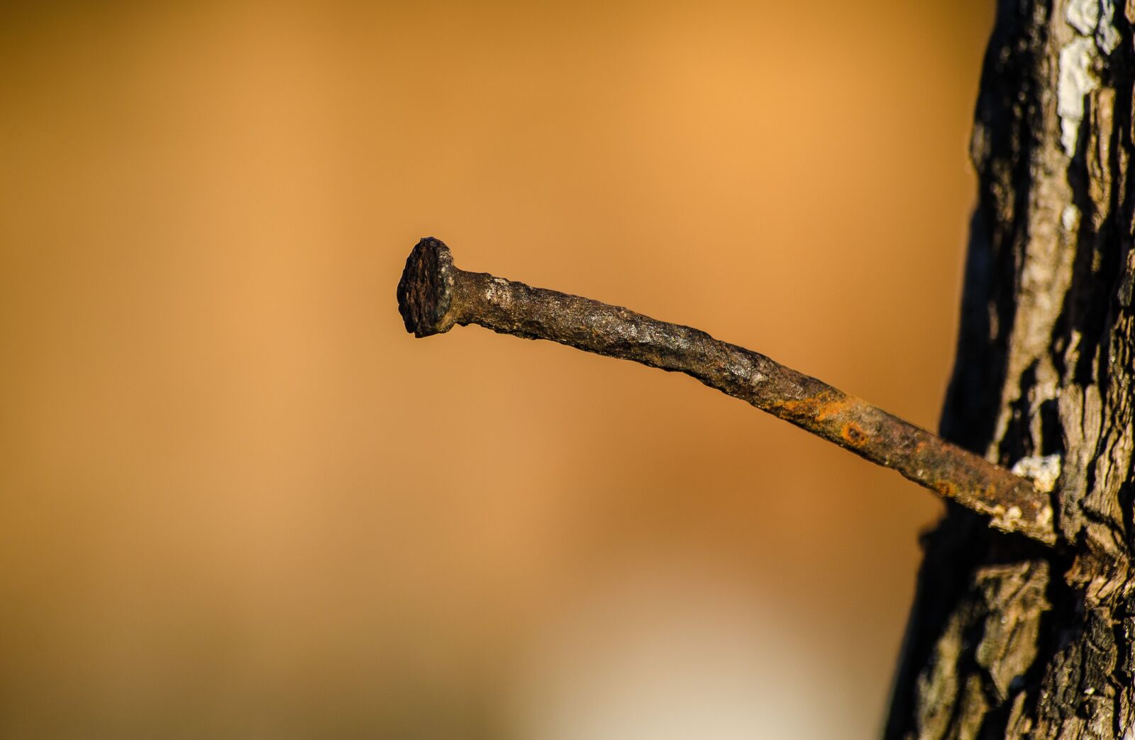 Nikon D5100 sample photo. Nail, rust, old photography
