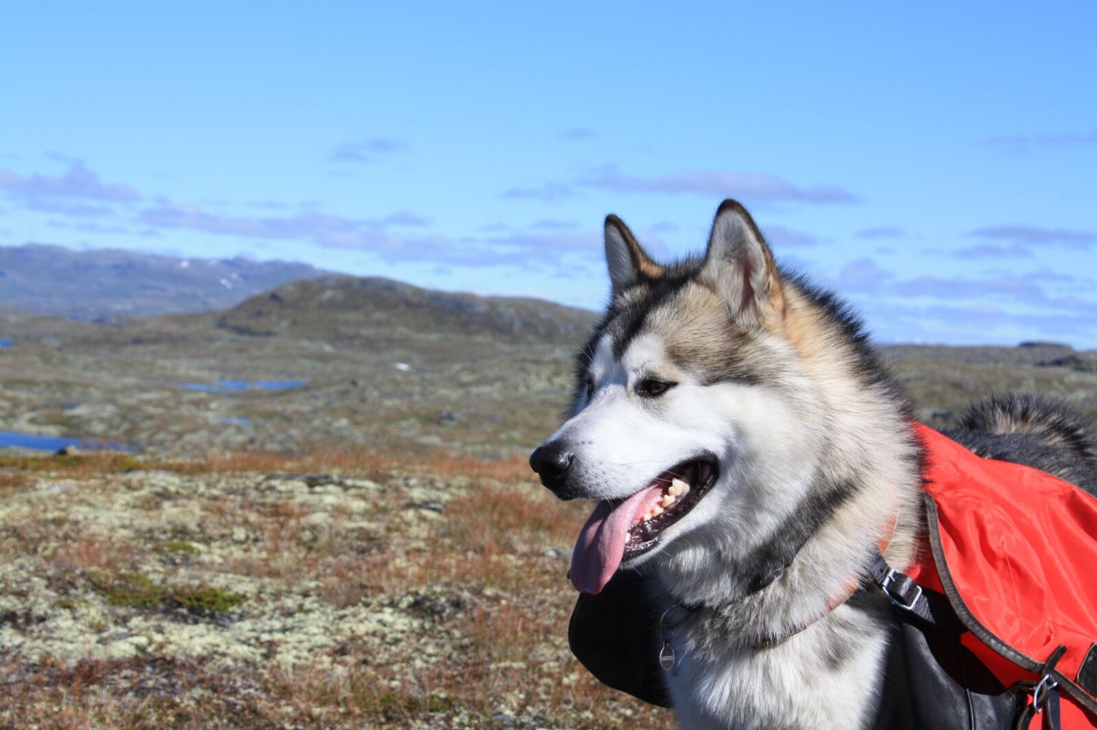Canon EOS 450D (EOS Rebel XSi / EOS Kiss X2) sample photo. Alaskan malamute, climbed, sled photography