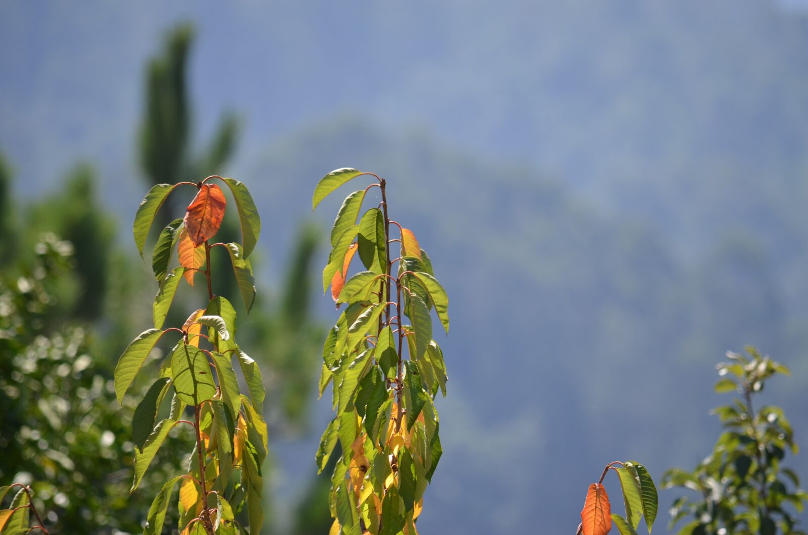 Nikon D5100 sample photo. Galicia, sun, dacova photography