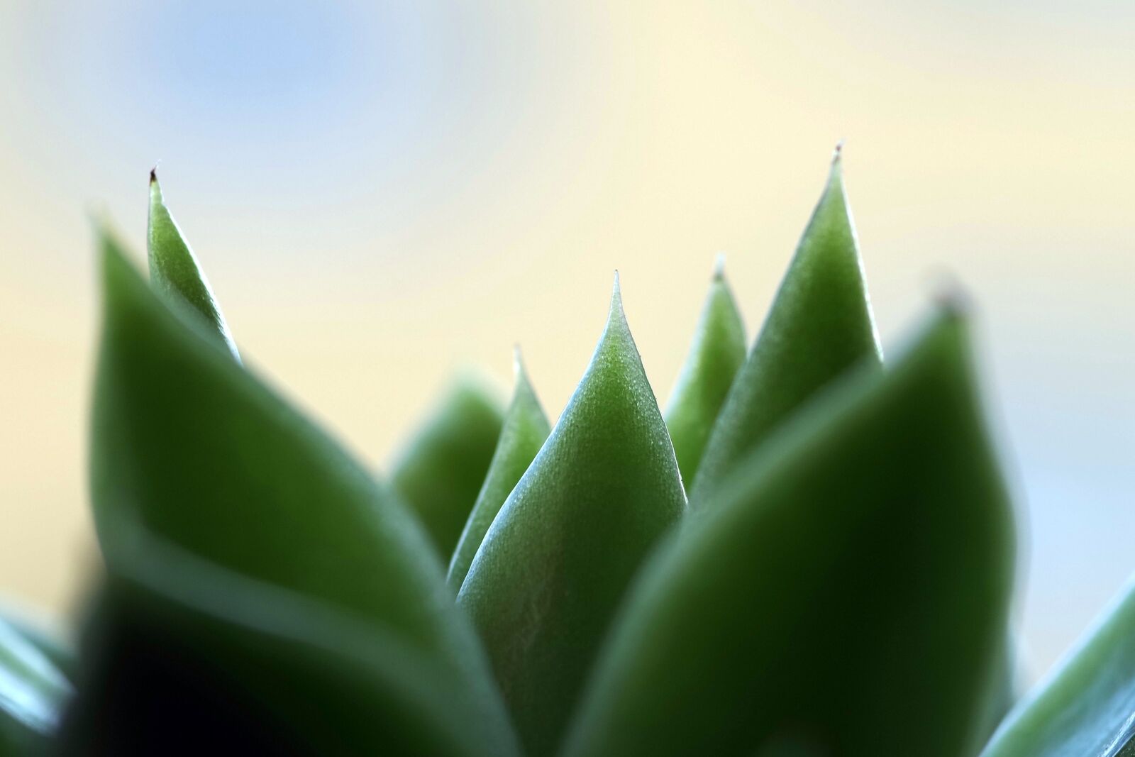 Pentax K-S2 sample photo. Plant, leaf, kaktusowate photography