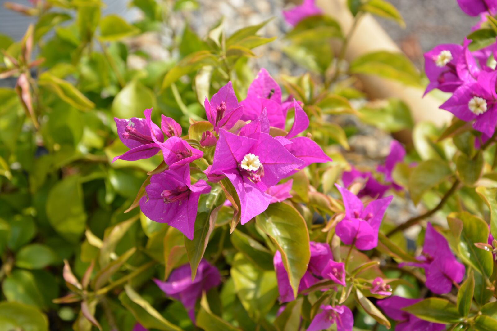 Nikon D5200 sample photo. Flowers, pink fuchsia, nature photography