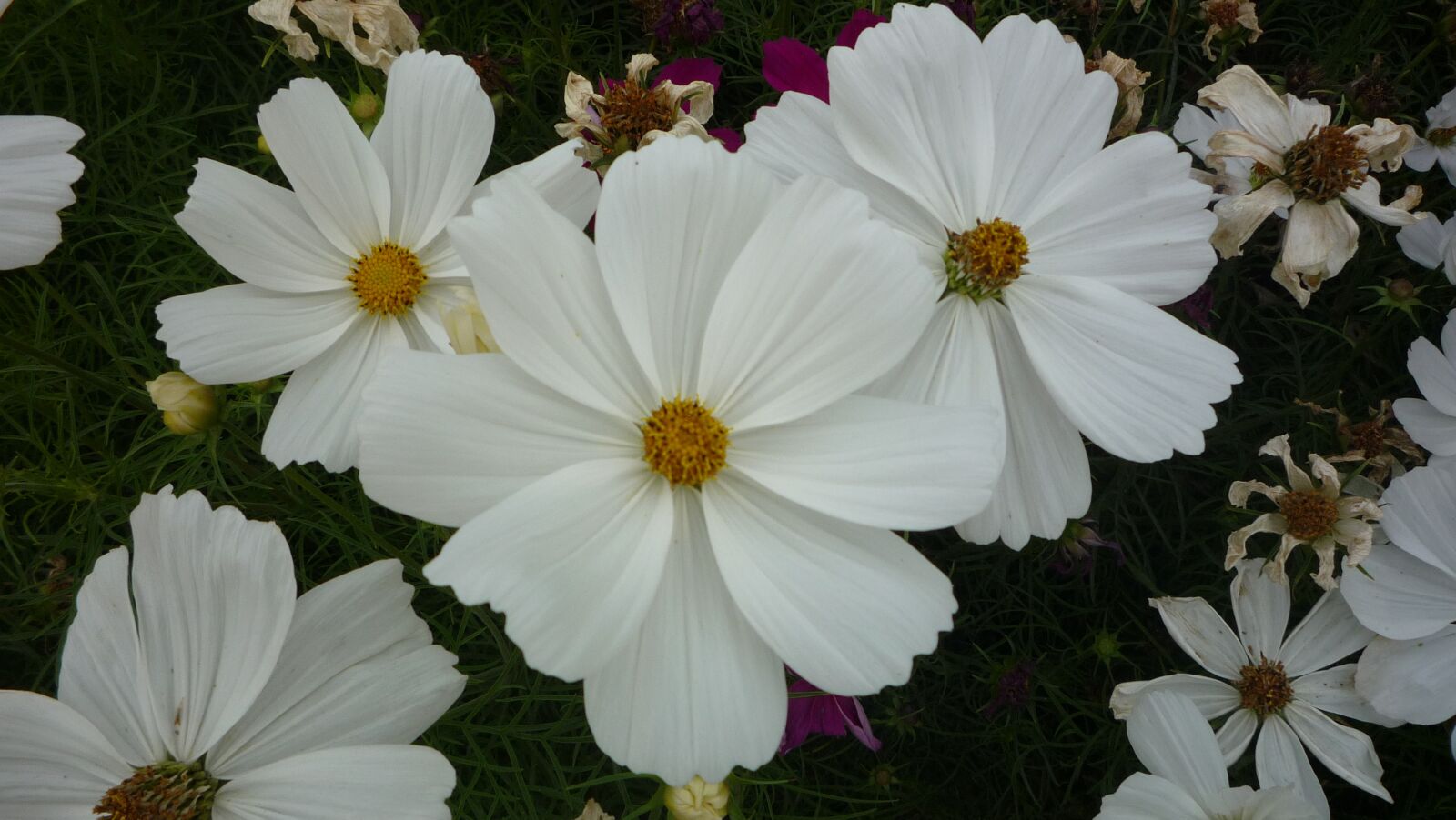 Panasonic DMC-LZ10 sample photo. Flowers, blooms, spring photography