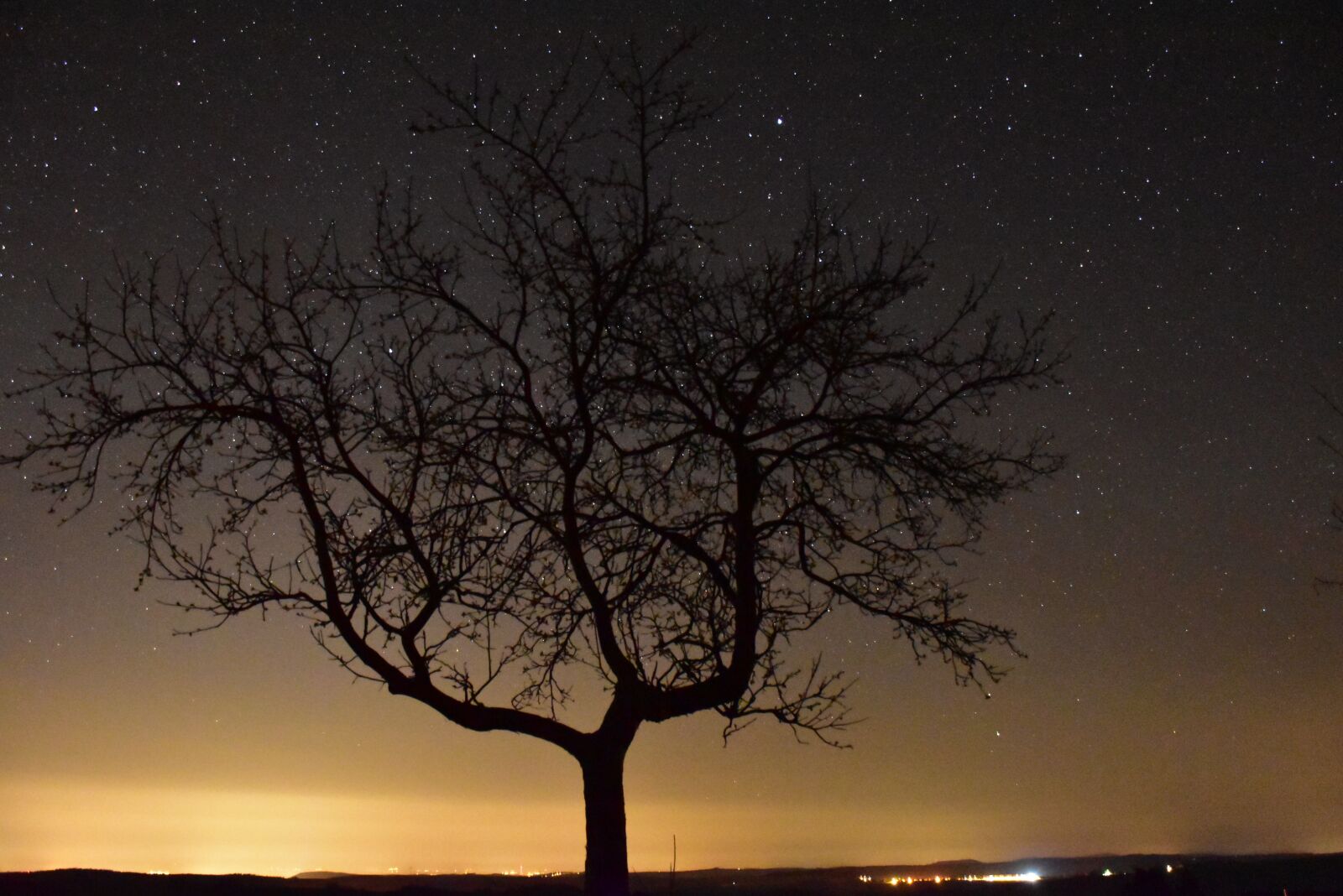 Nikon D5600 sample photo. Stars, night, tree photography